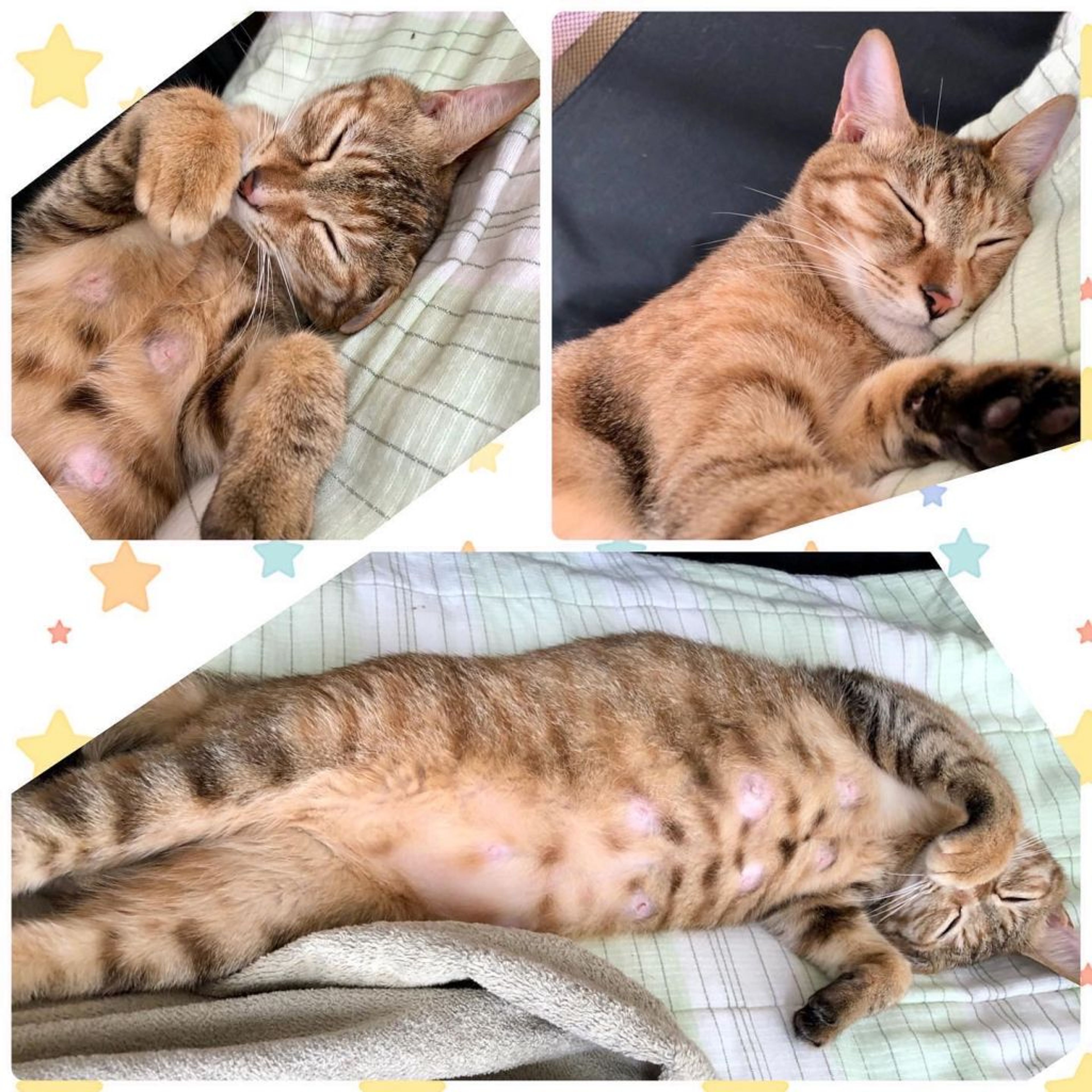 pet-image-6