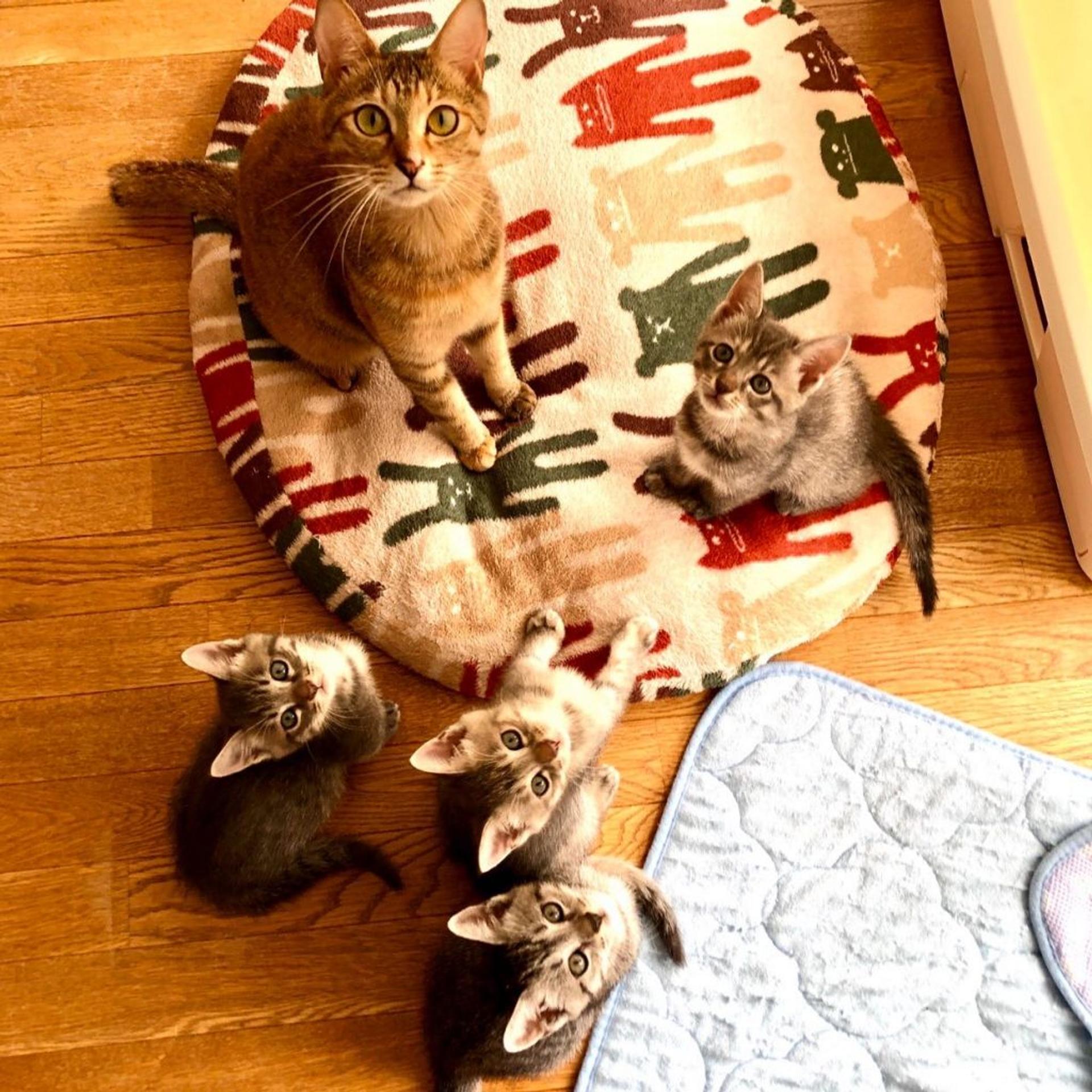pet-image-8