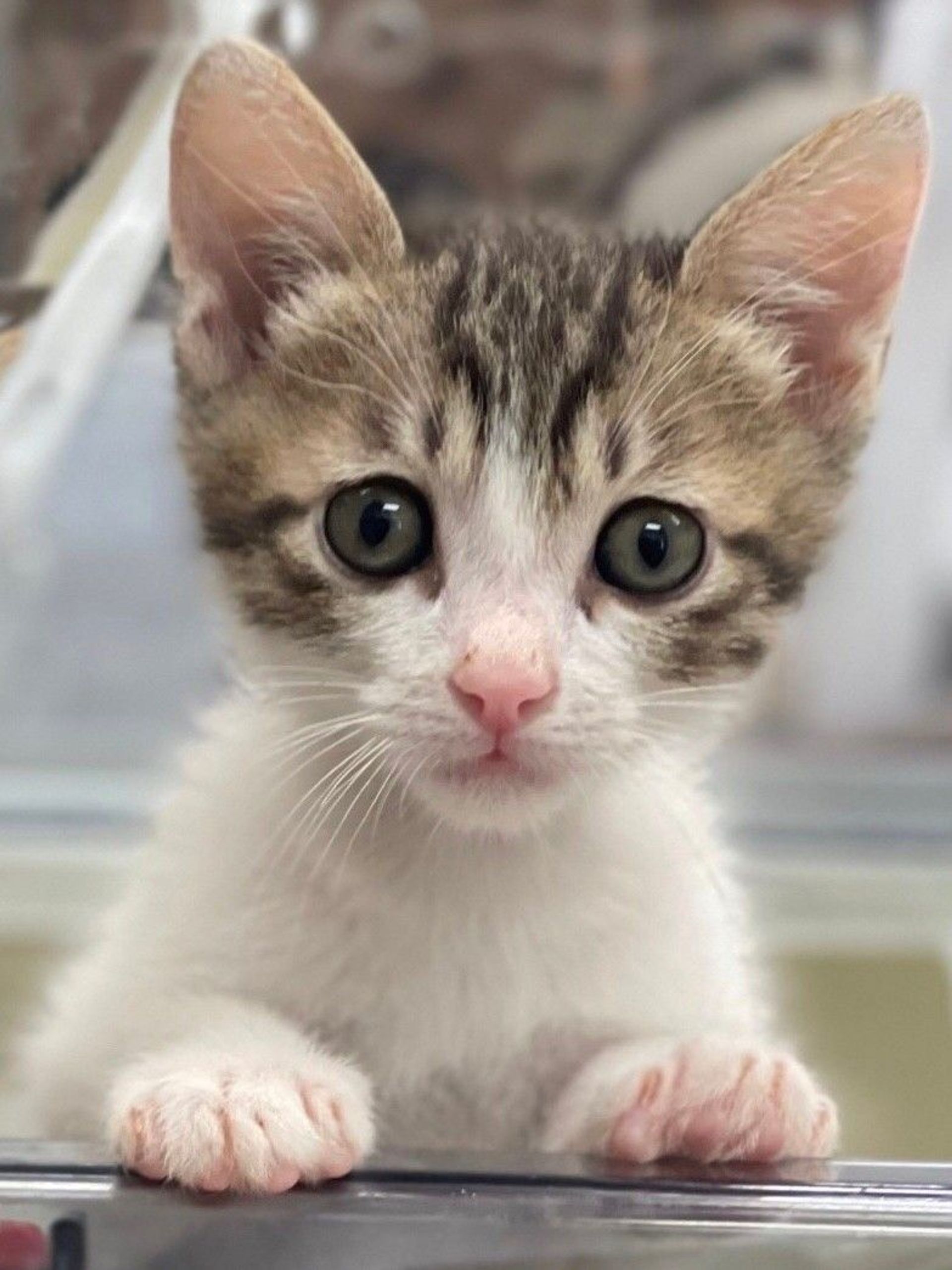 雑種（ミックス猫）・オスの里親募集の写真
