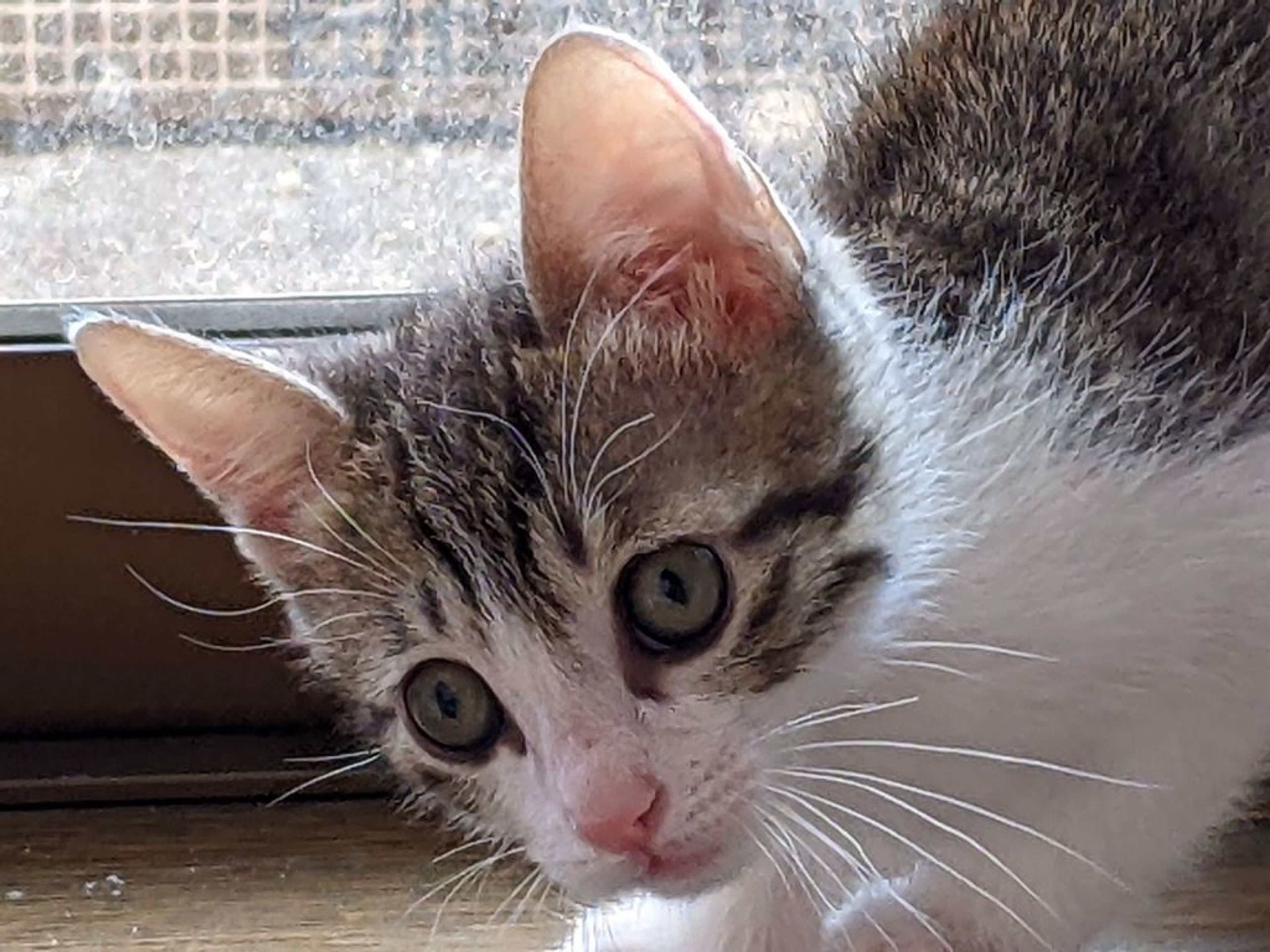 pet-image-5