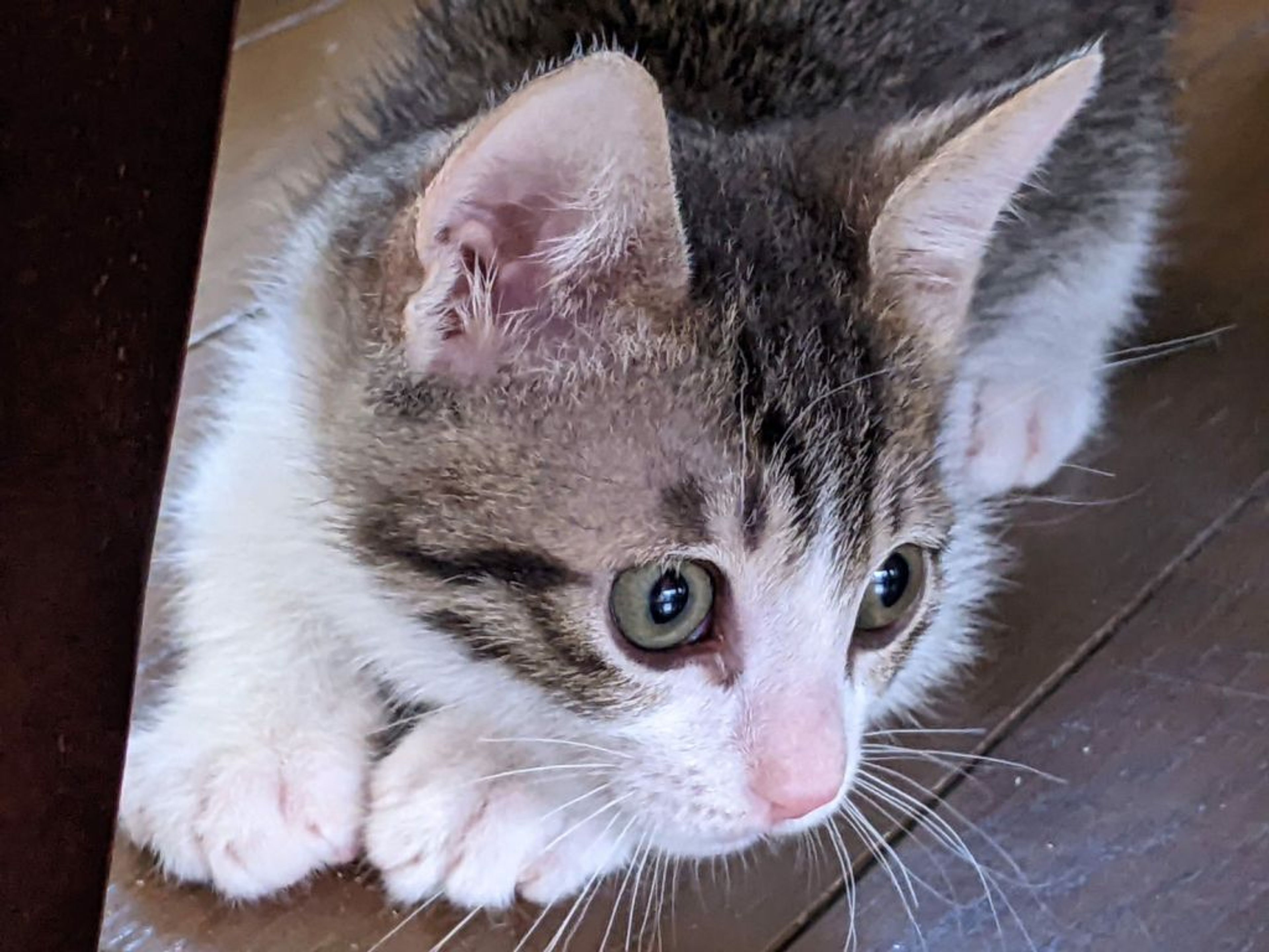 pet-image-6