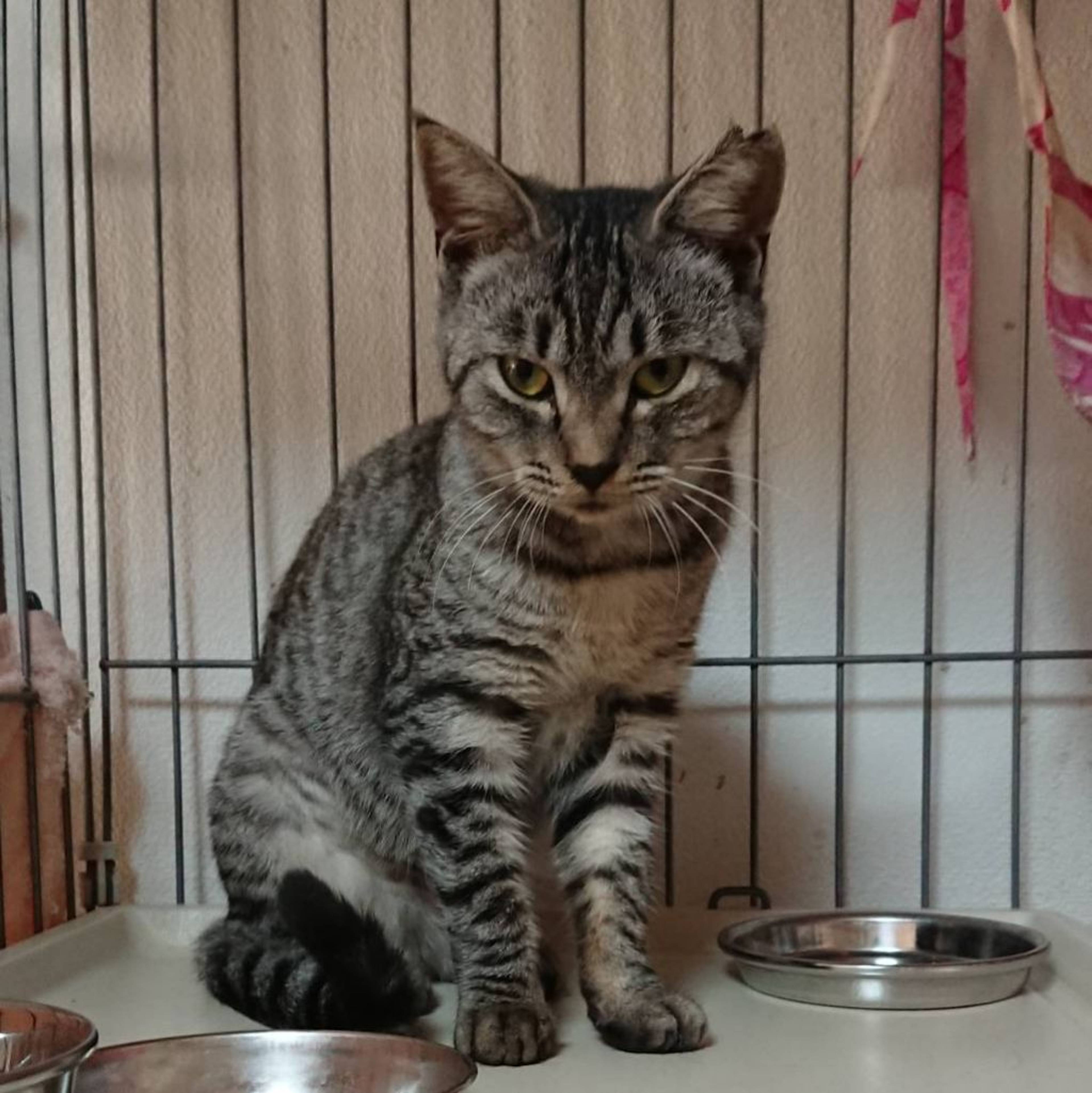 雑種（ミックス猫）・メスの里親募集の写真