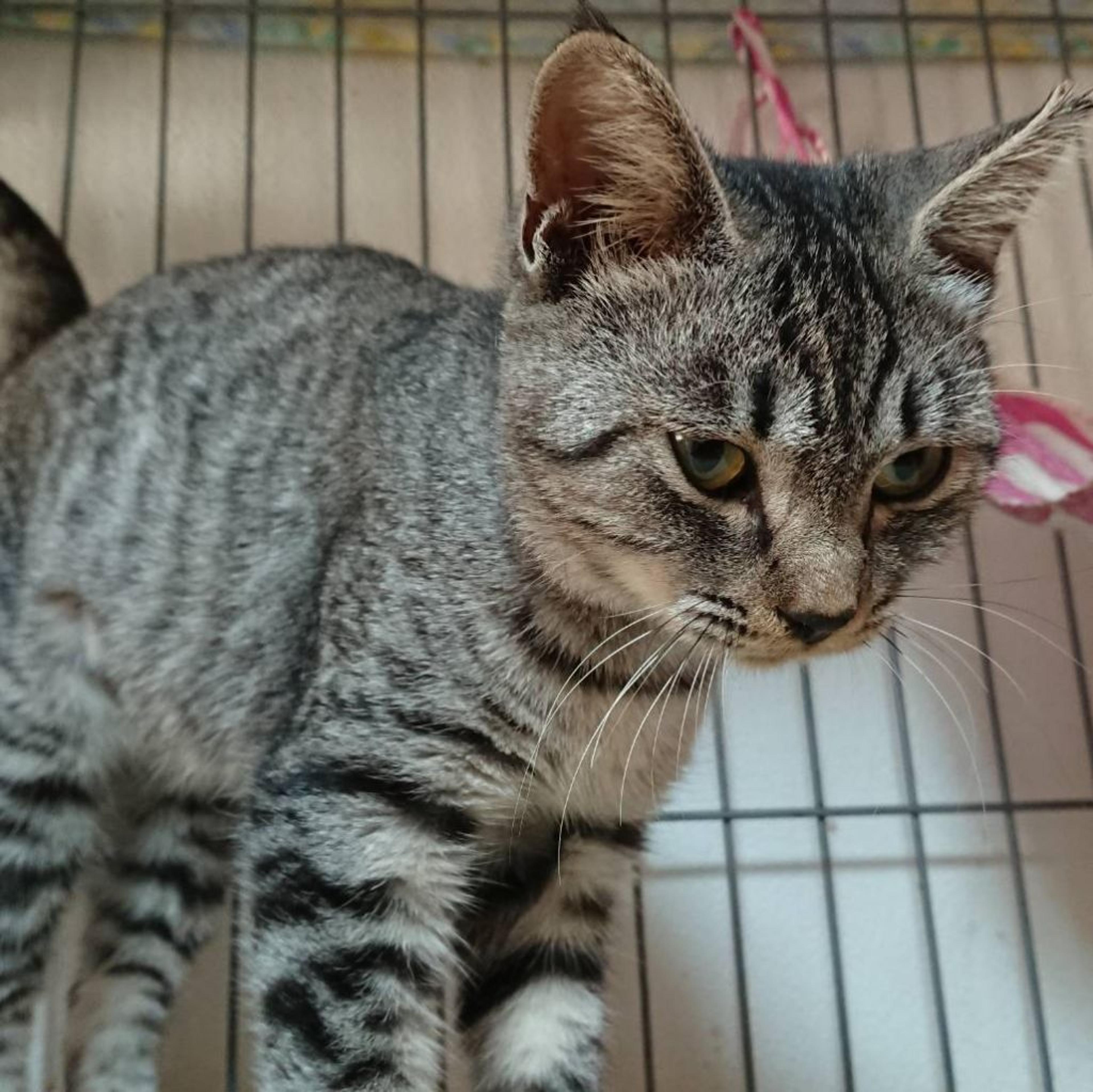 pet-image-2