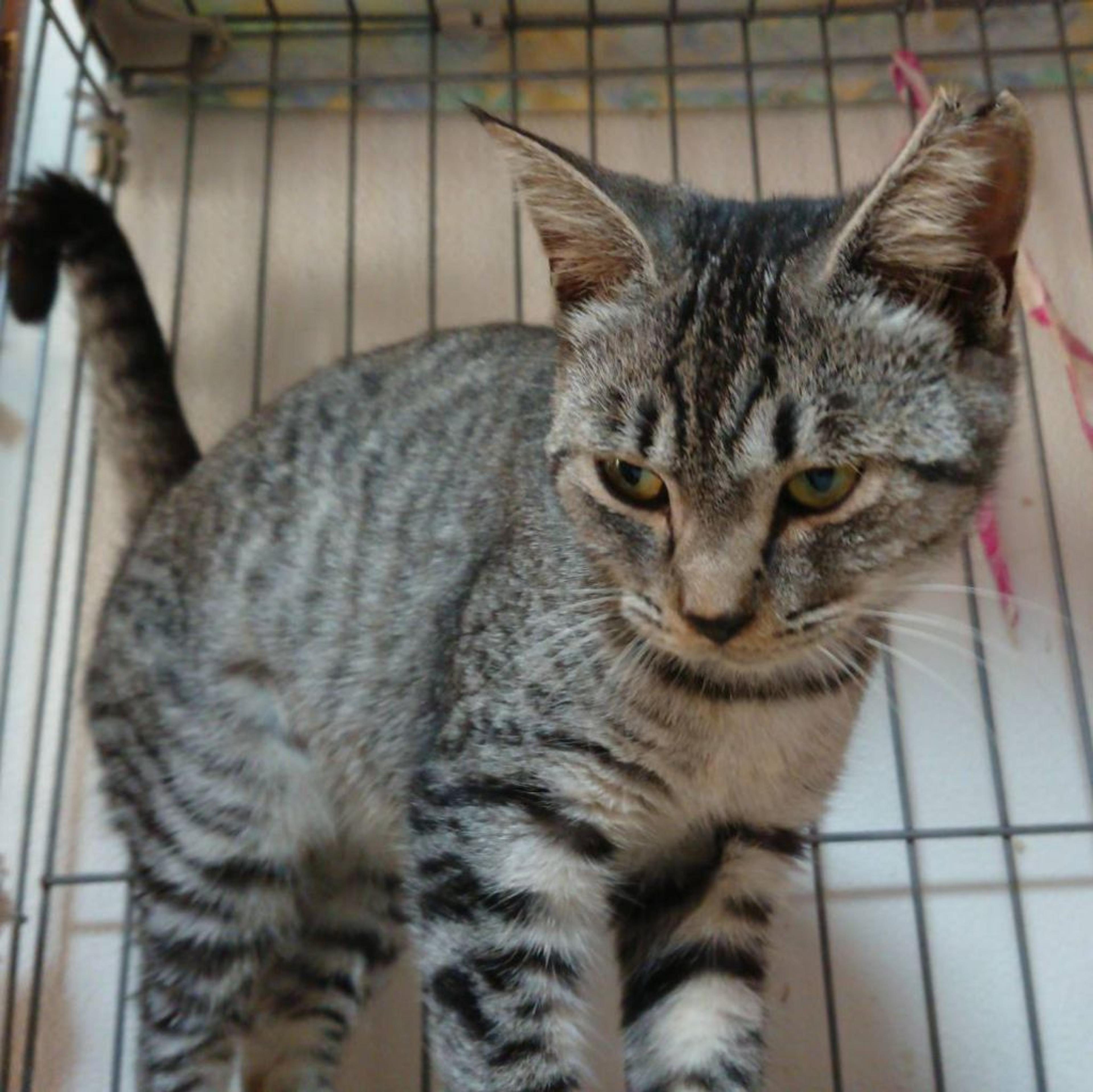 pet-image-3