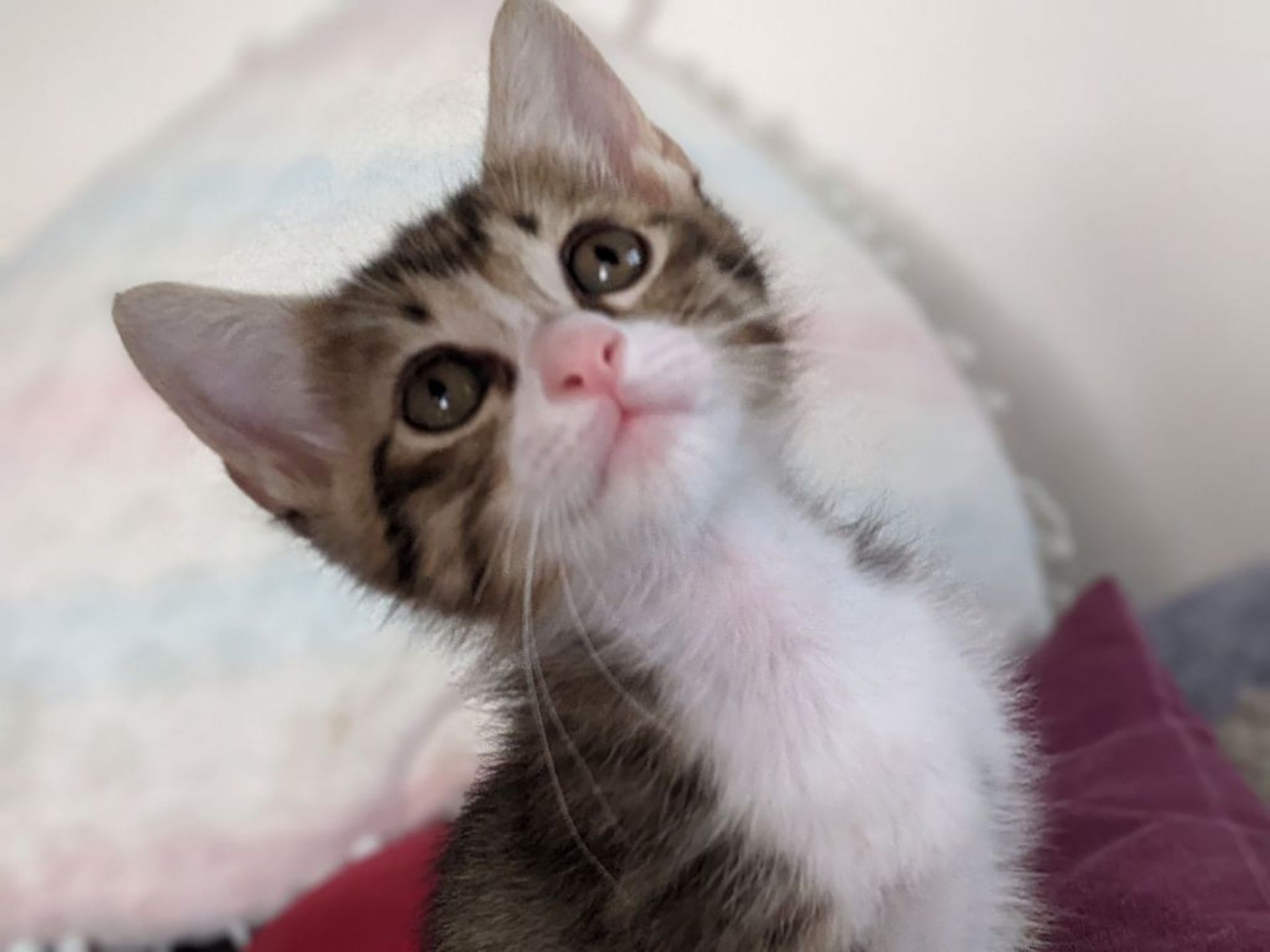雑種（ミックス猫）・オスの里親募集の写真