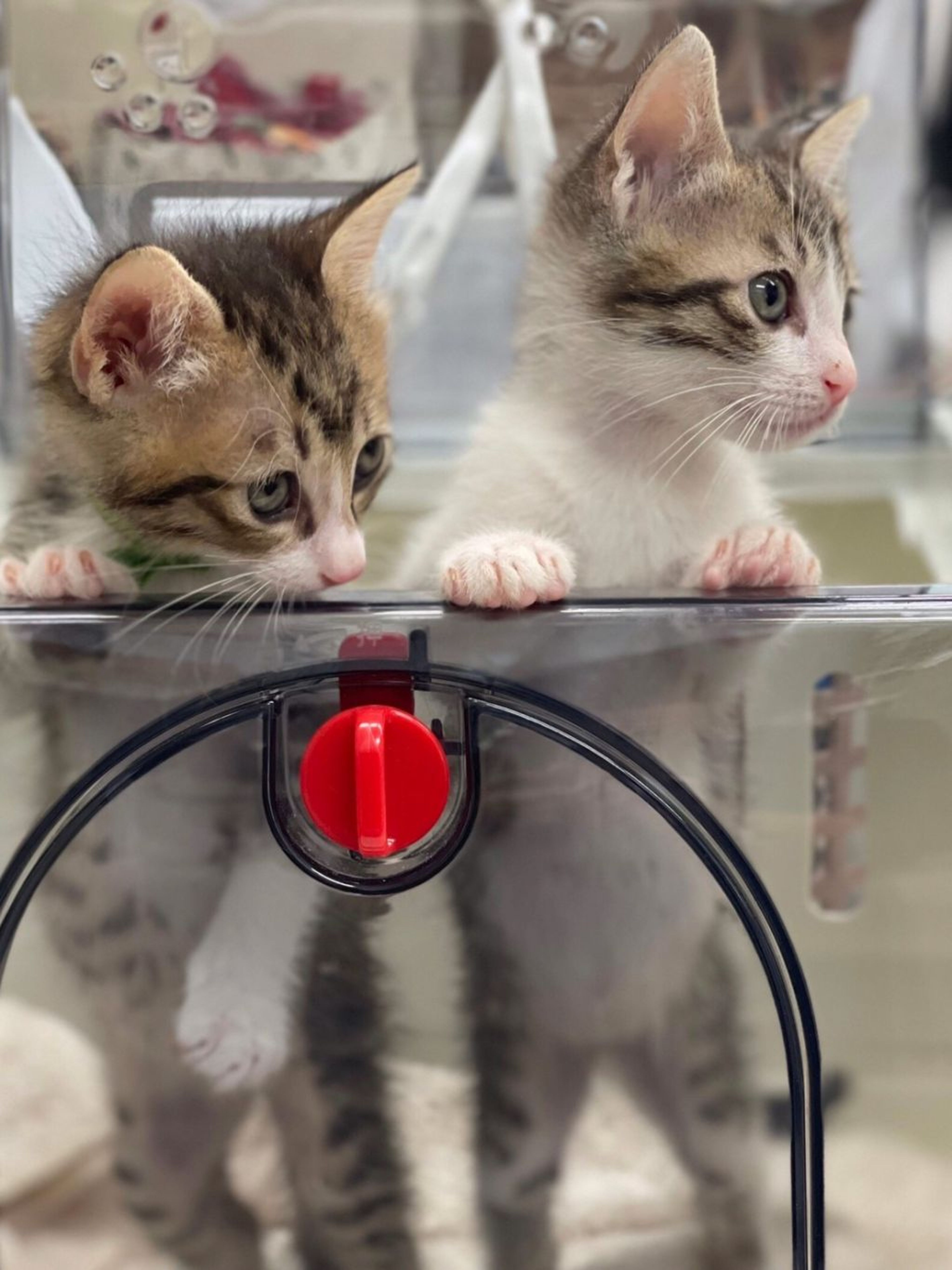 pet-image-4