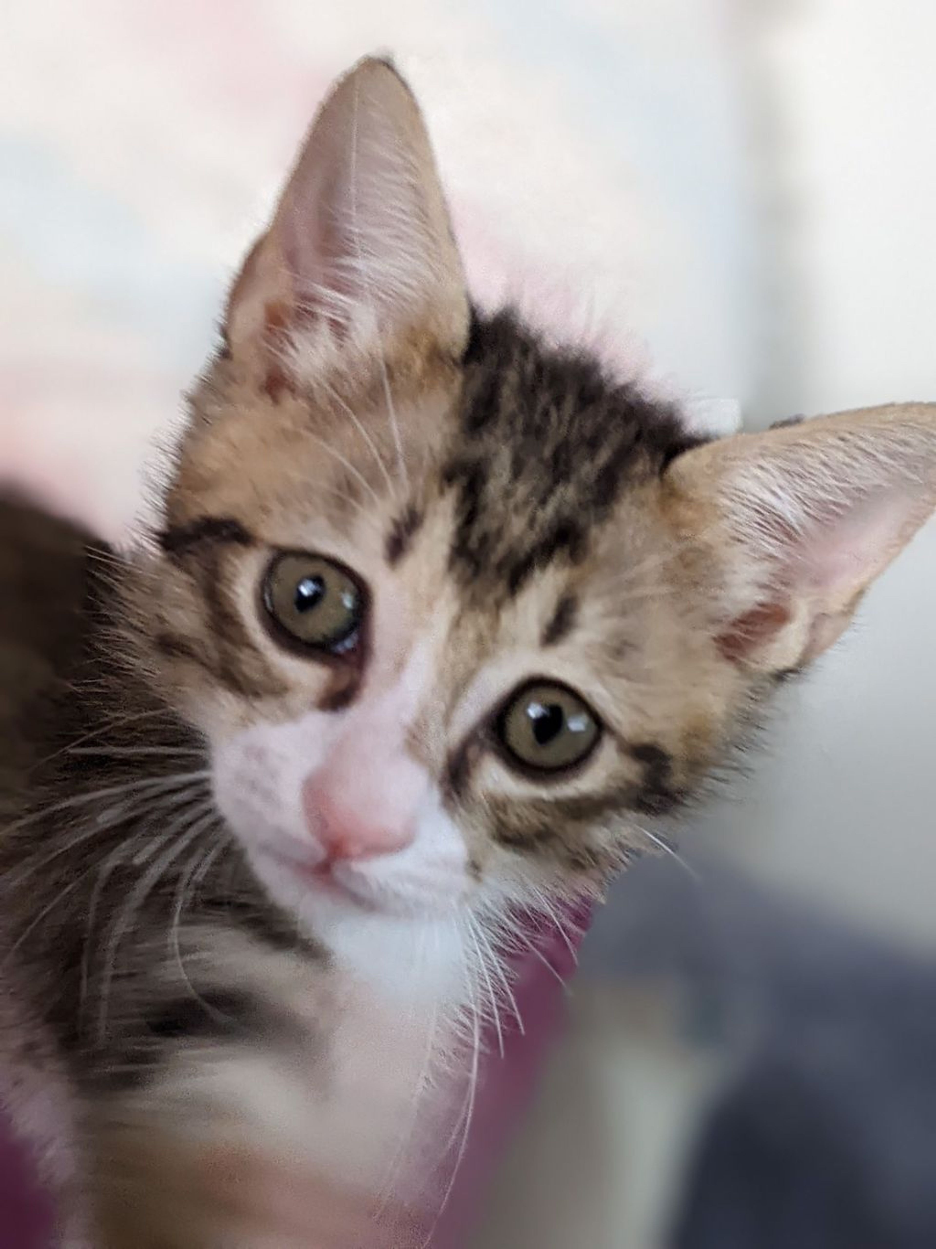 pet-image-5