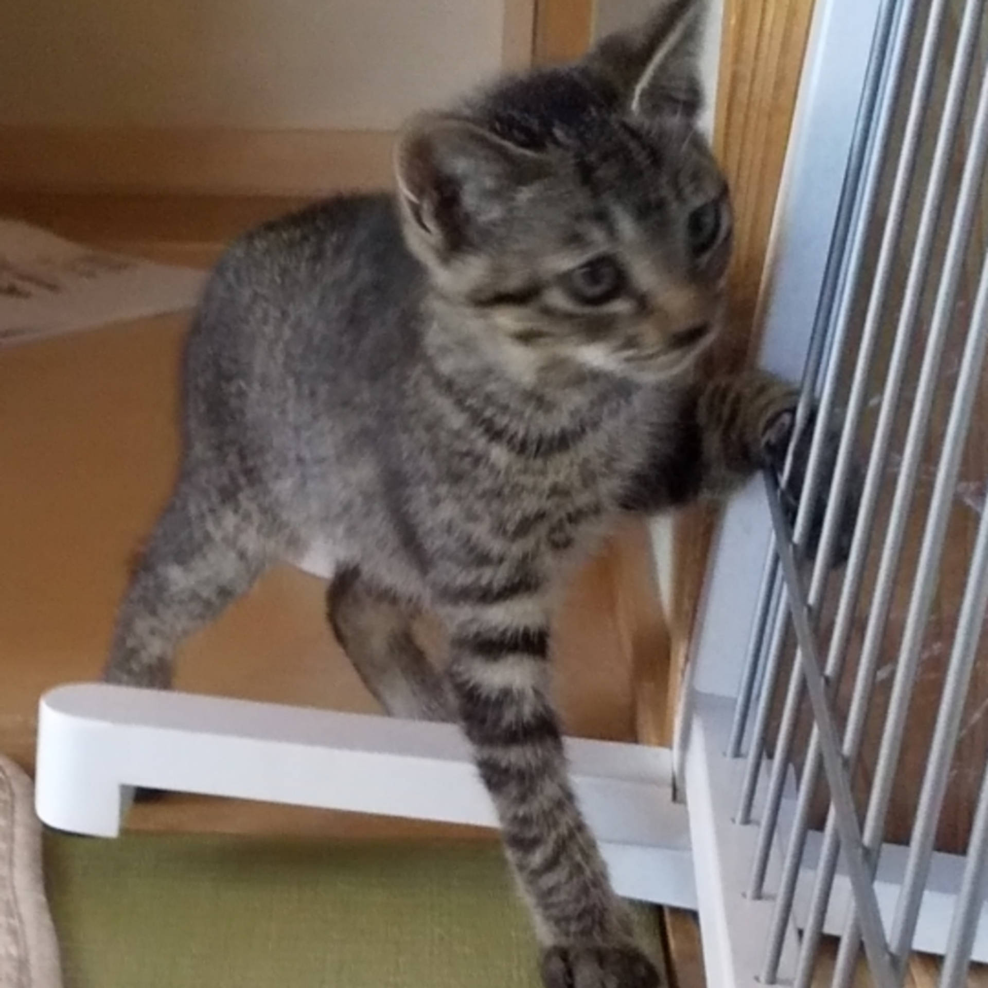 雑種（ミックス猫）・オスの里親募集の写真