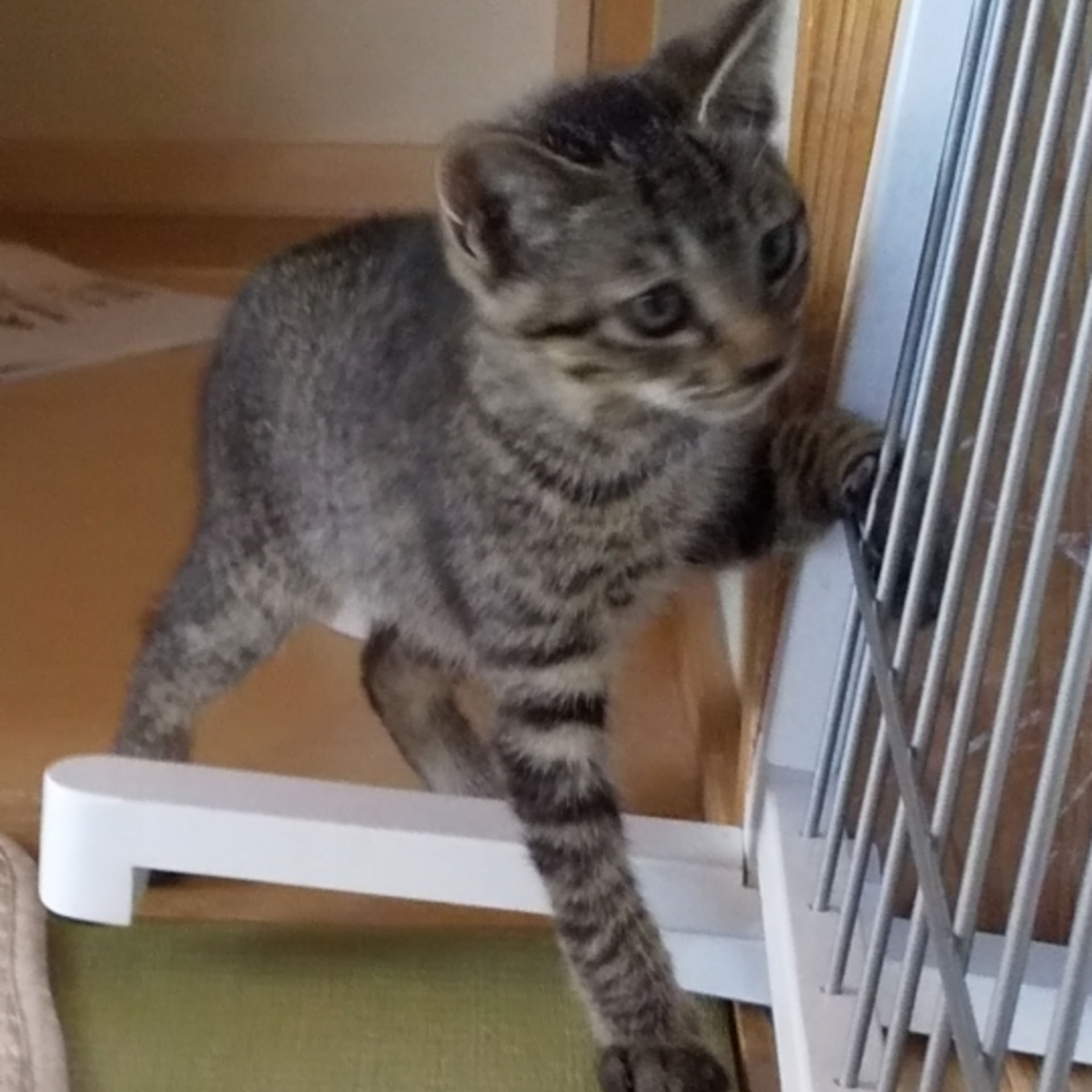 雑種（ミックス猫）・オスの里親募集の写真
