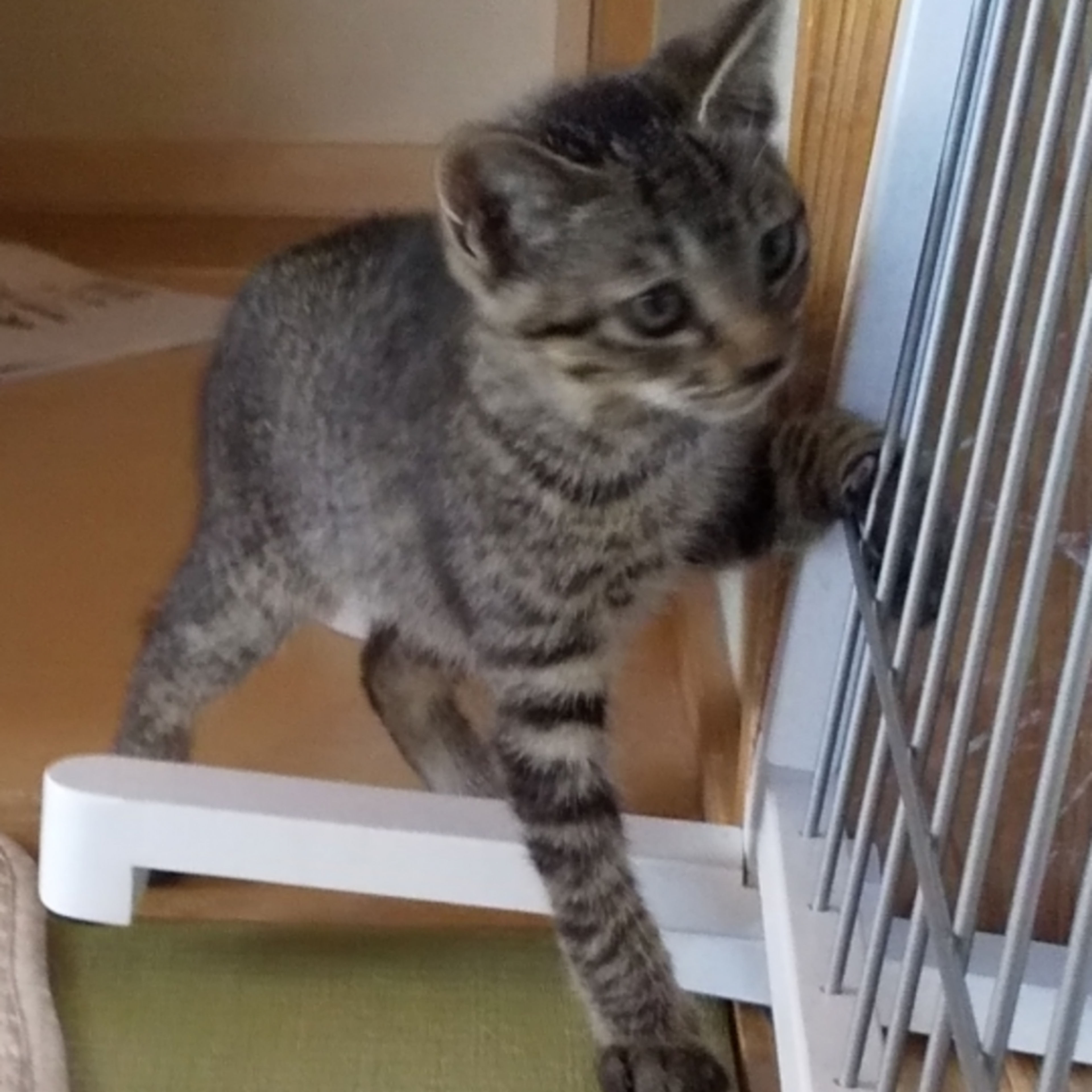 雑種（ミックス猫）・オスの里親募集の写真
