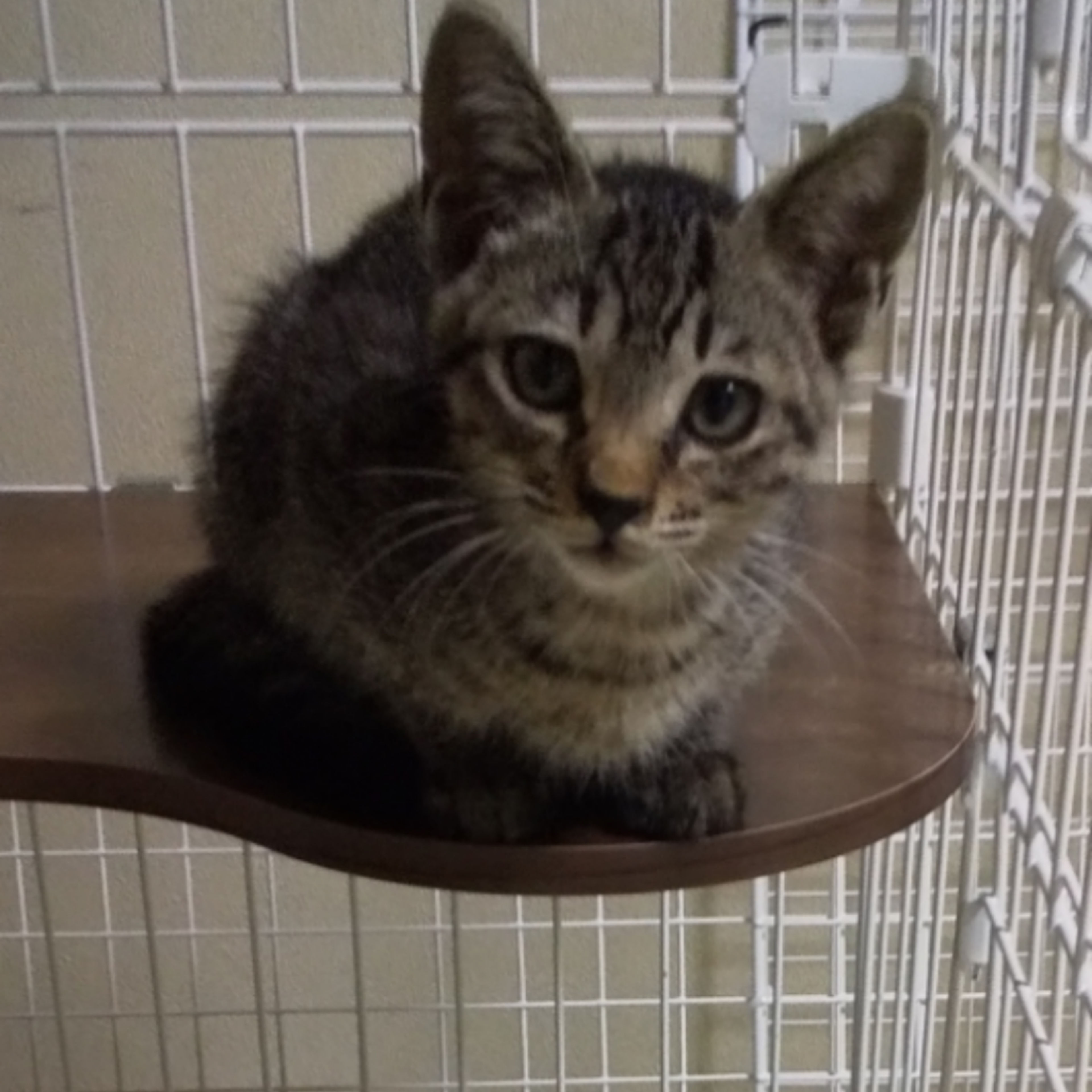 pet-image-2