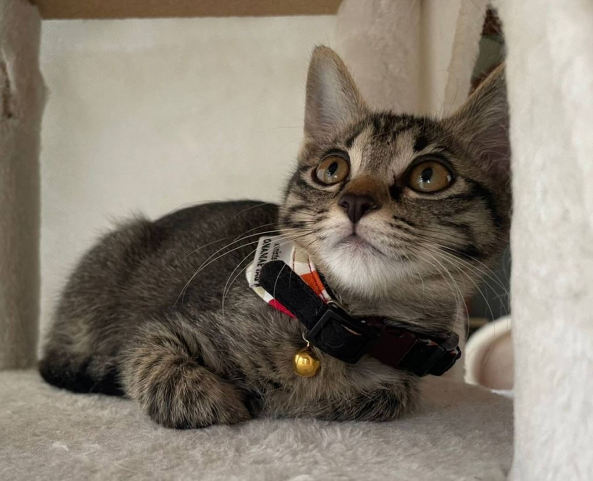 雑種（ミックス猫）・メスの里親募集の写真