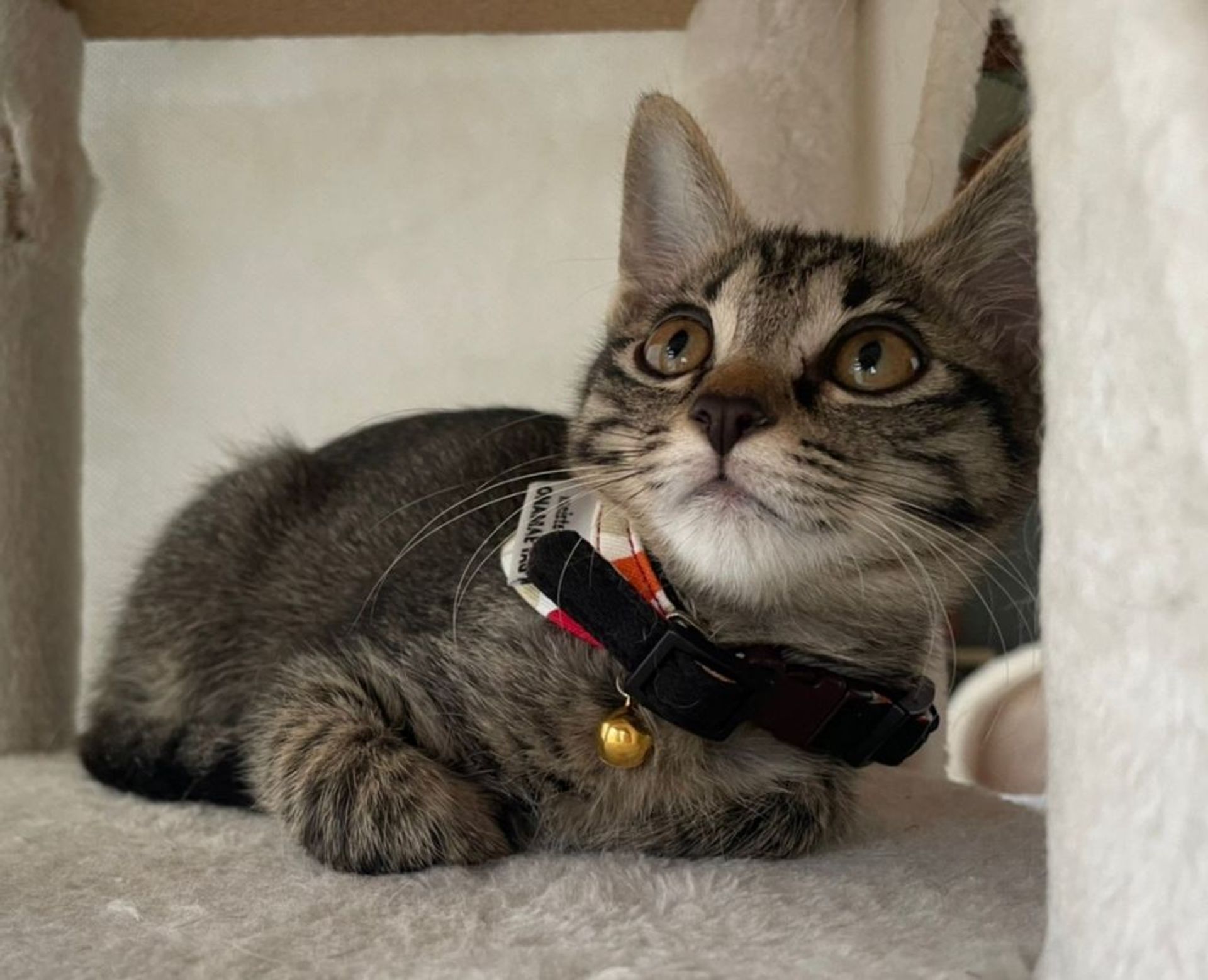 雑種（ミックス猫）・メスの里親募集の写真