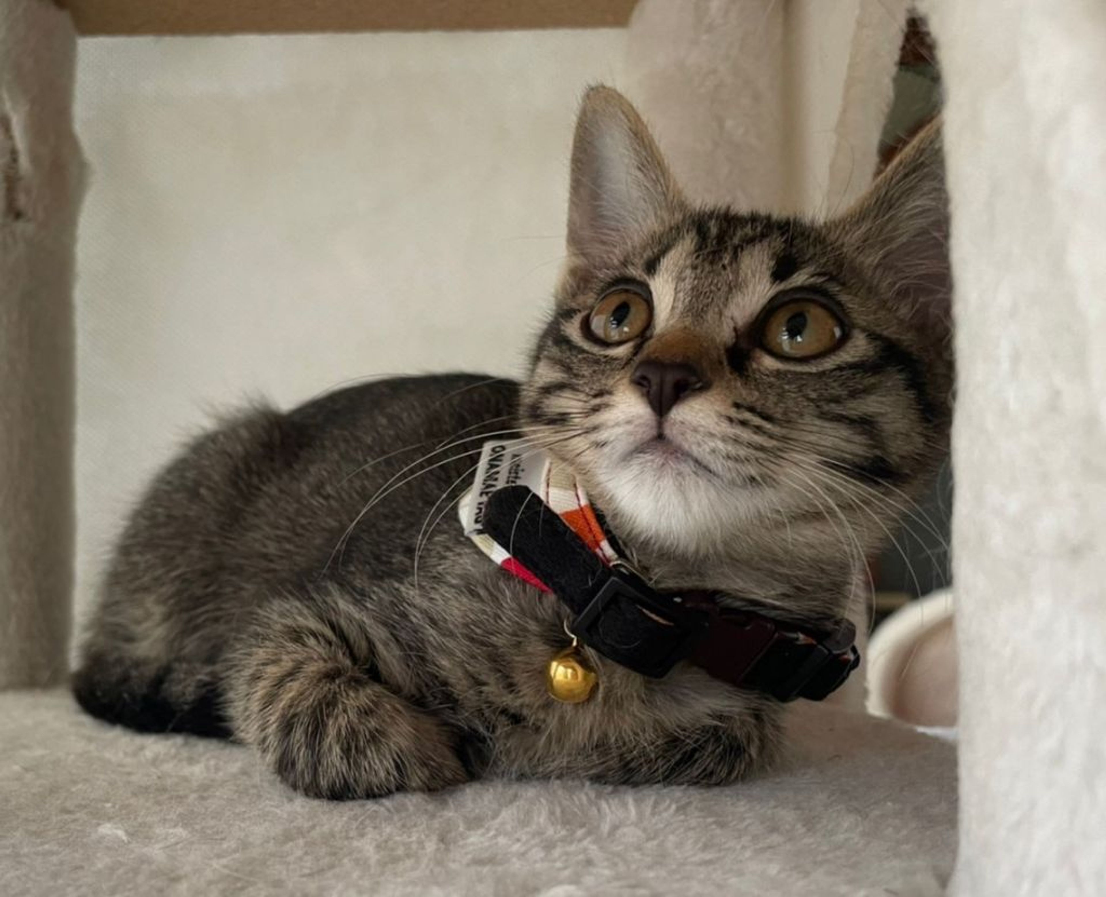 雑種（ミックス猫）・メスの里親募集の写真