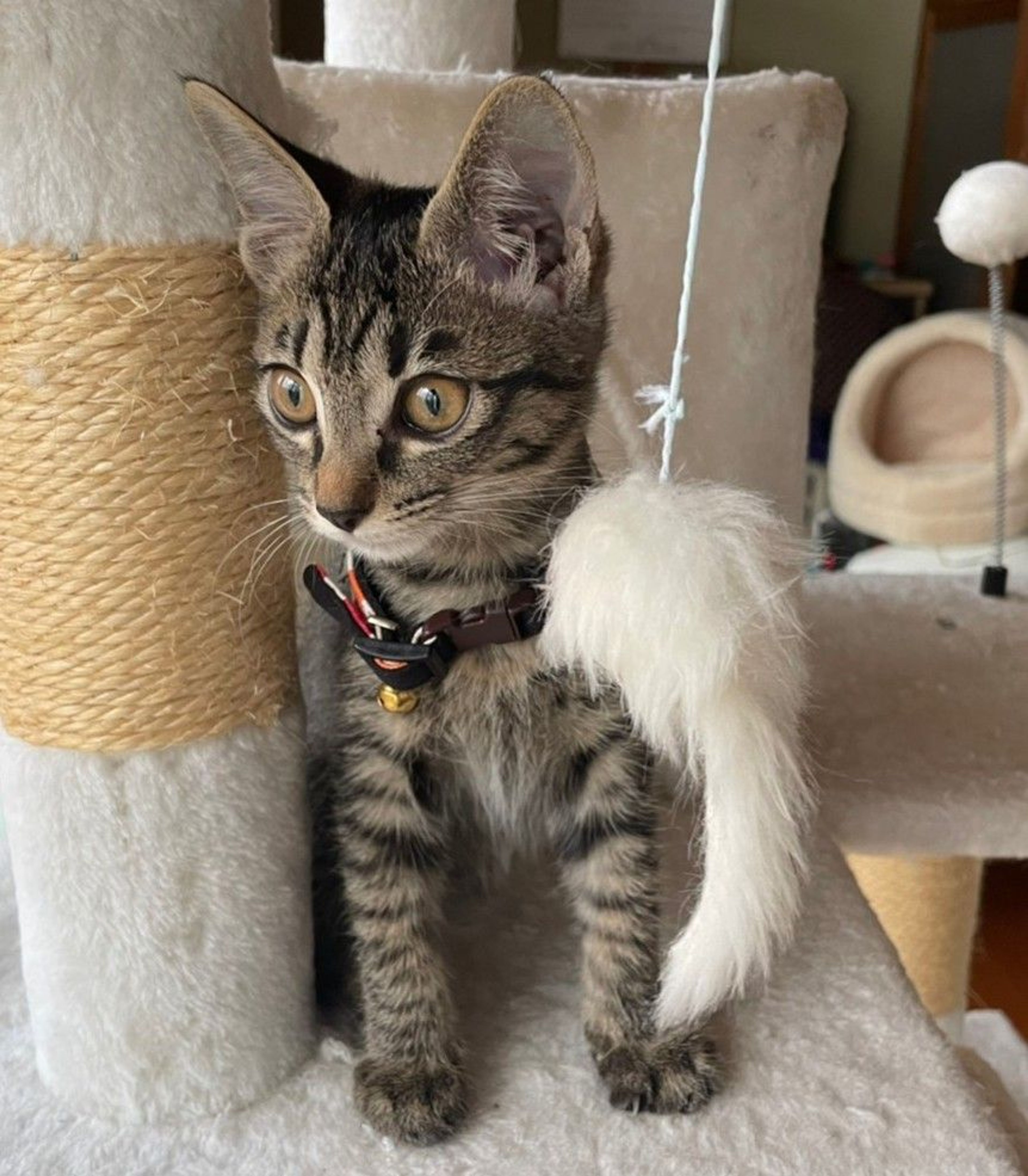 pet-image-4