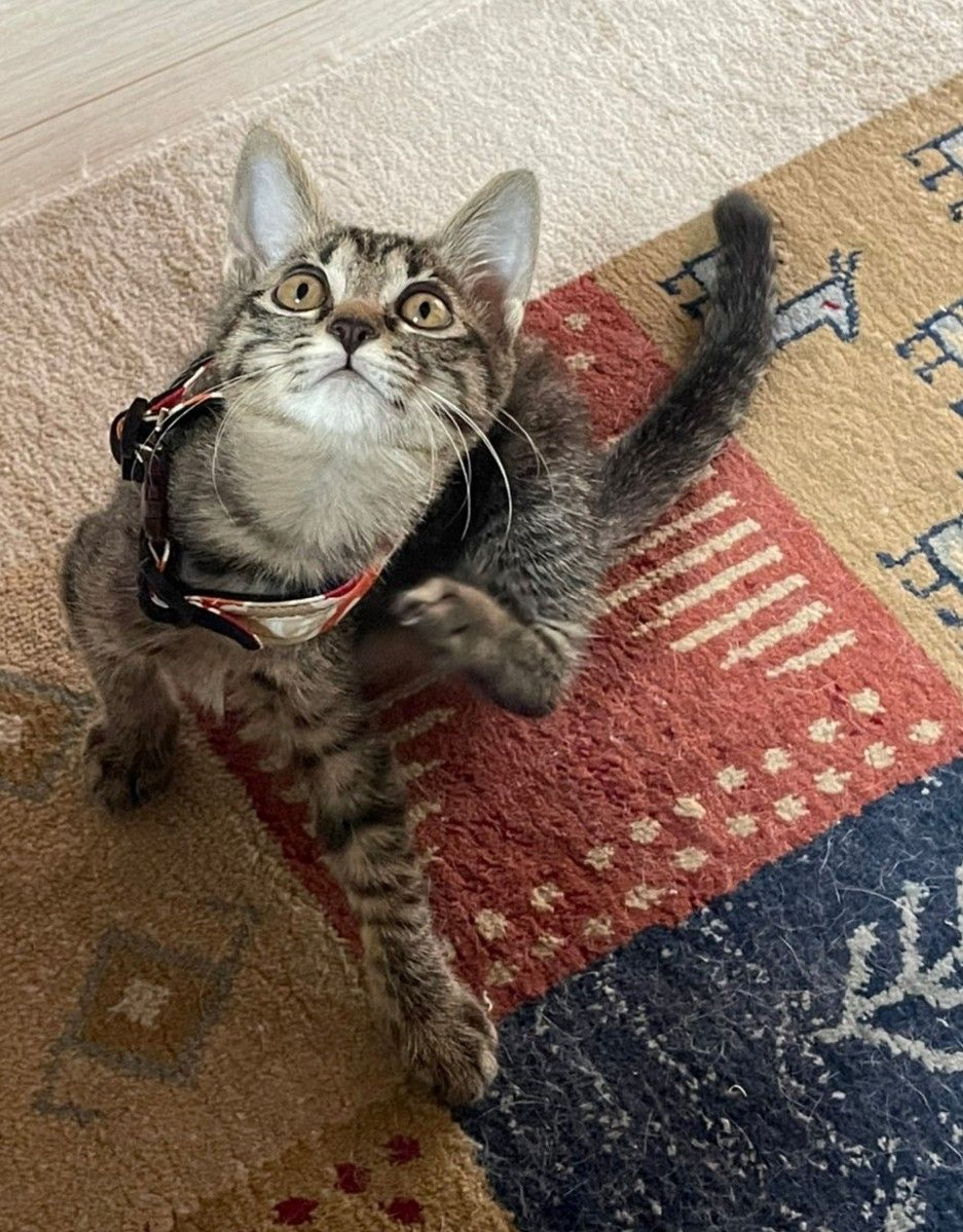 pet-image-5