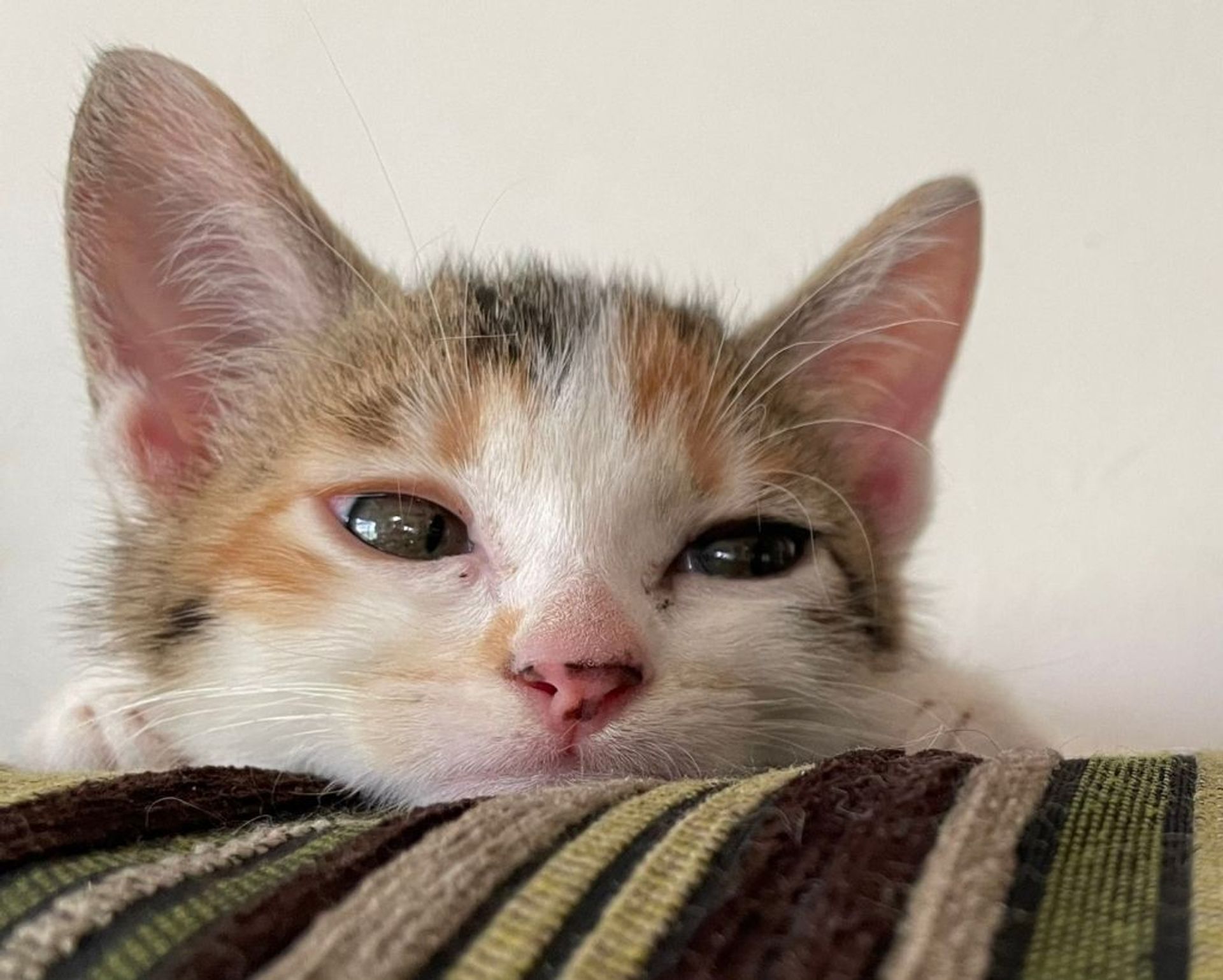 雑種（ミックス猫）・メスの里親募集の写真