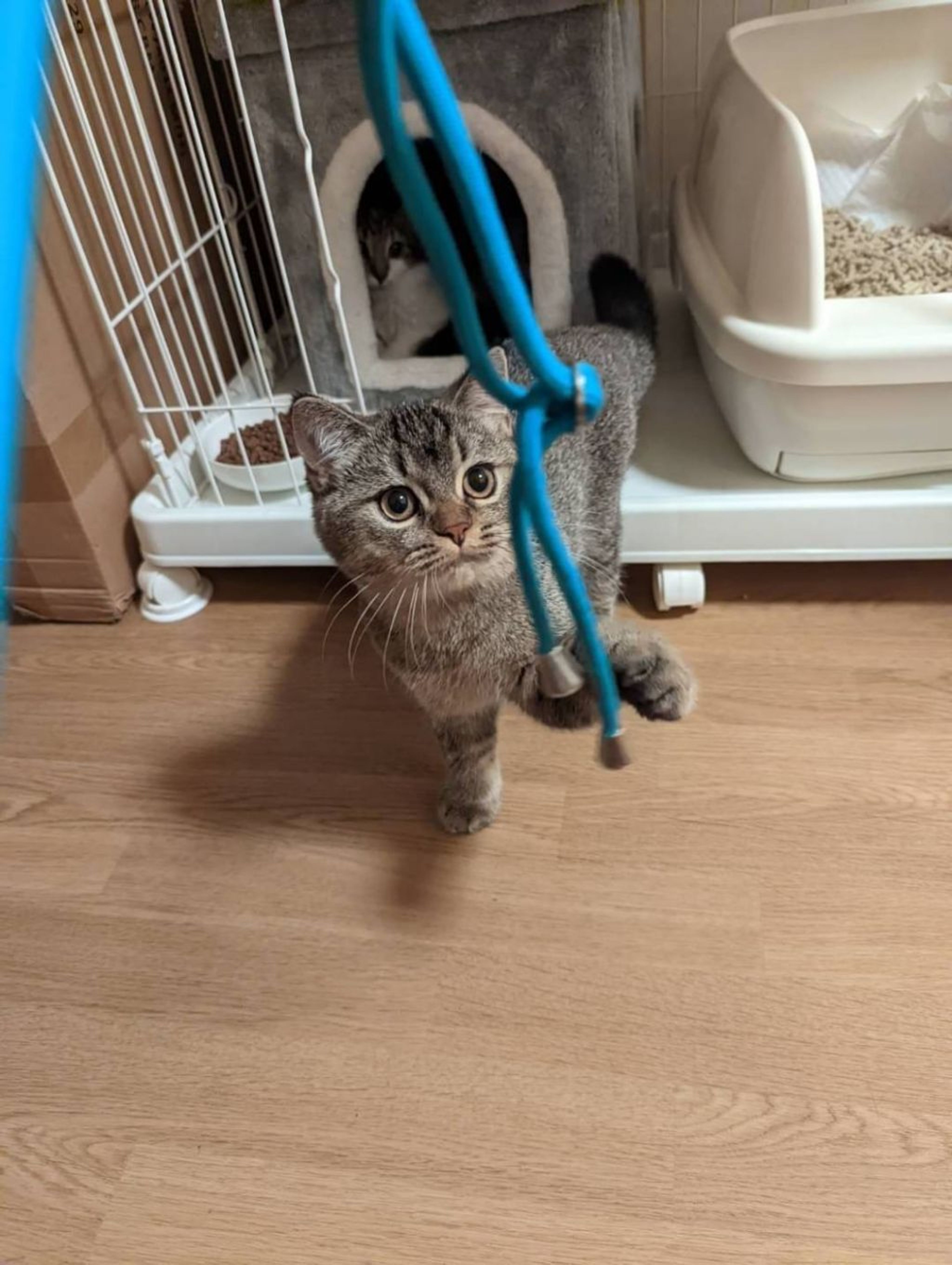 pet-image-3