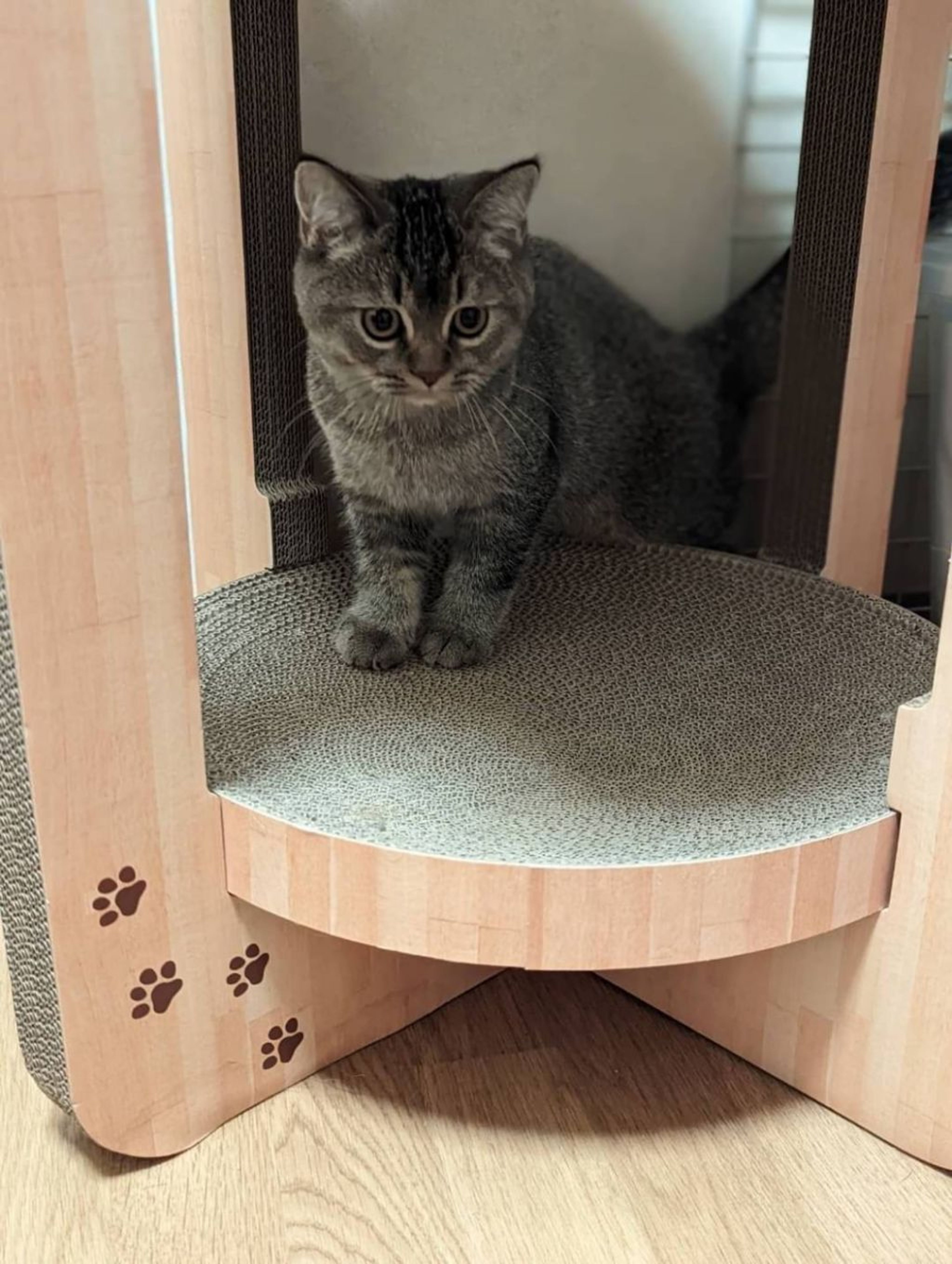 pet-image-4