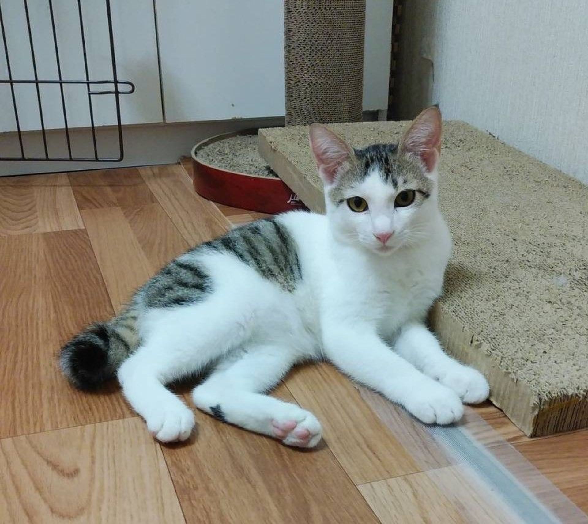 雑種（ミックス猫）・オスの里親募集の写真
