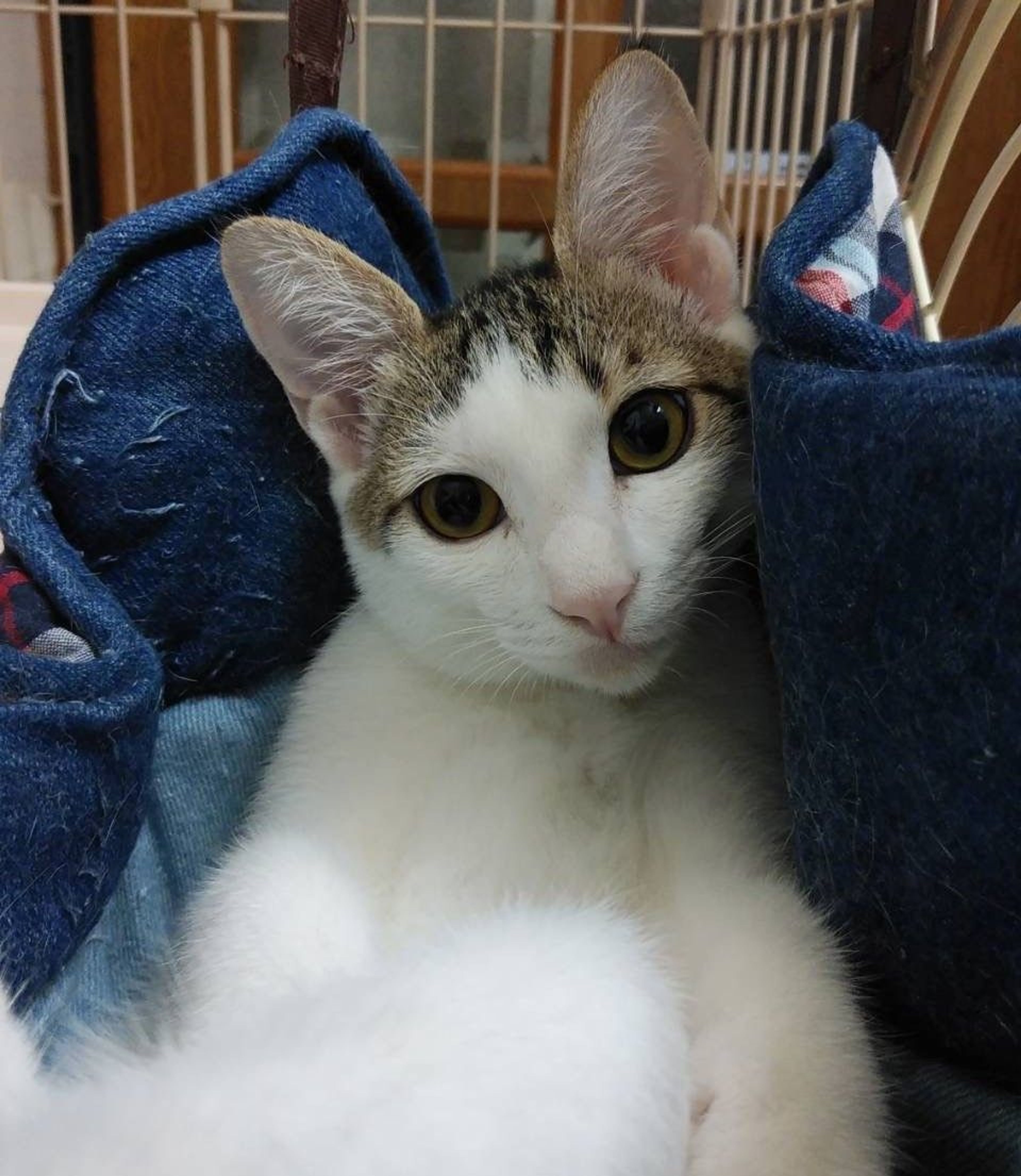 pet-image-2