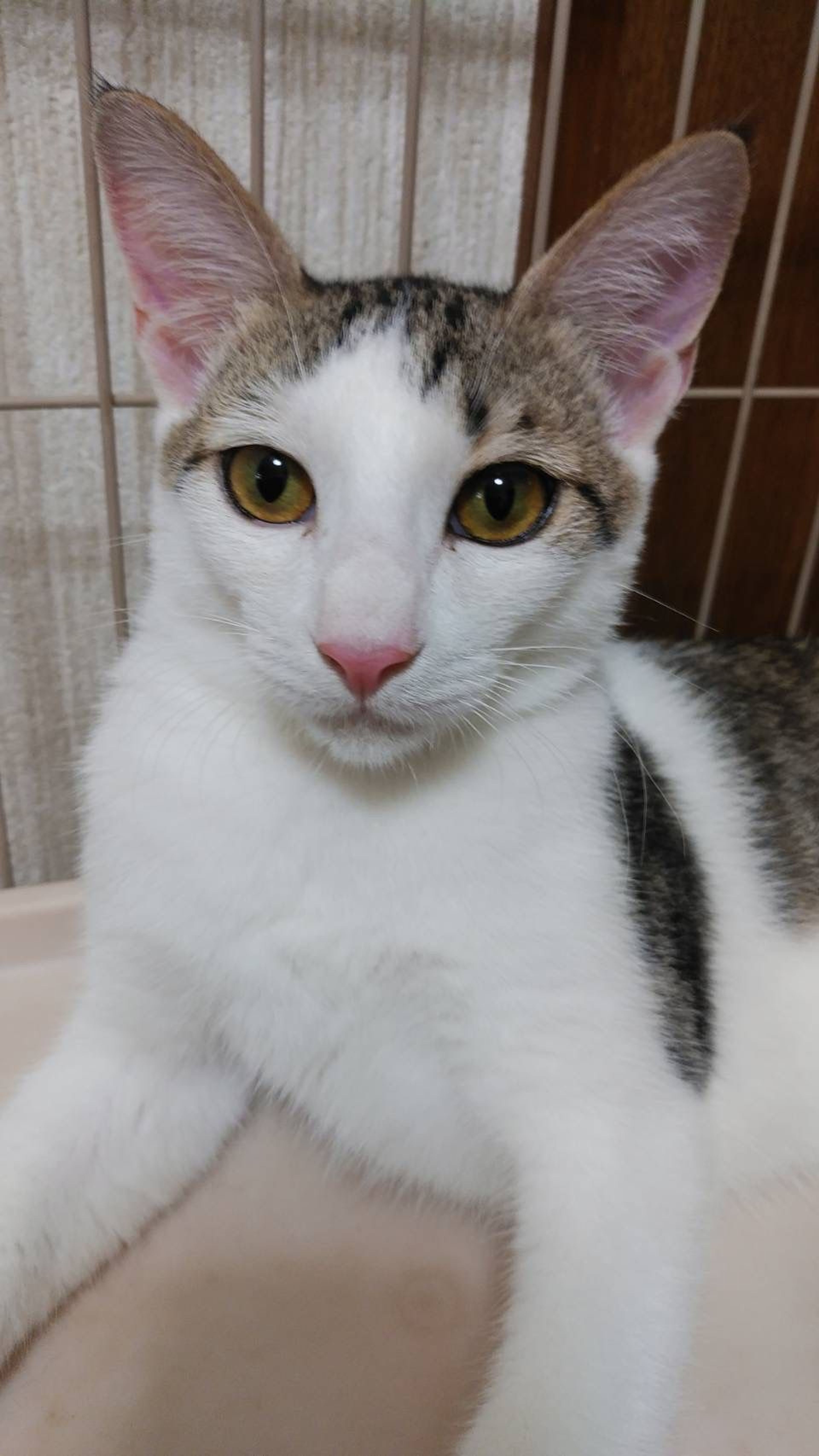 pet-image-4