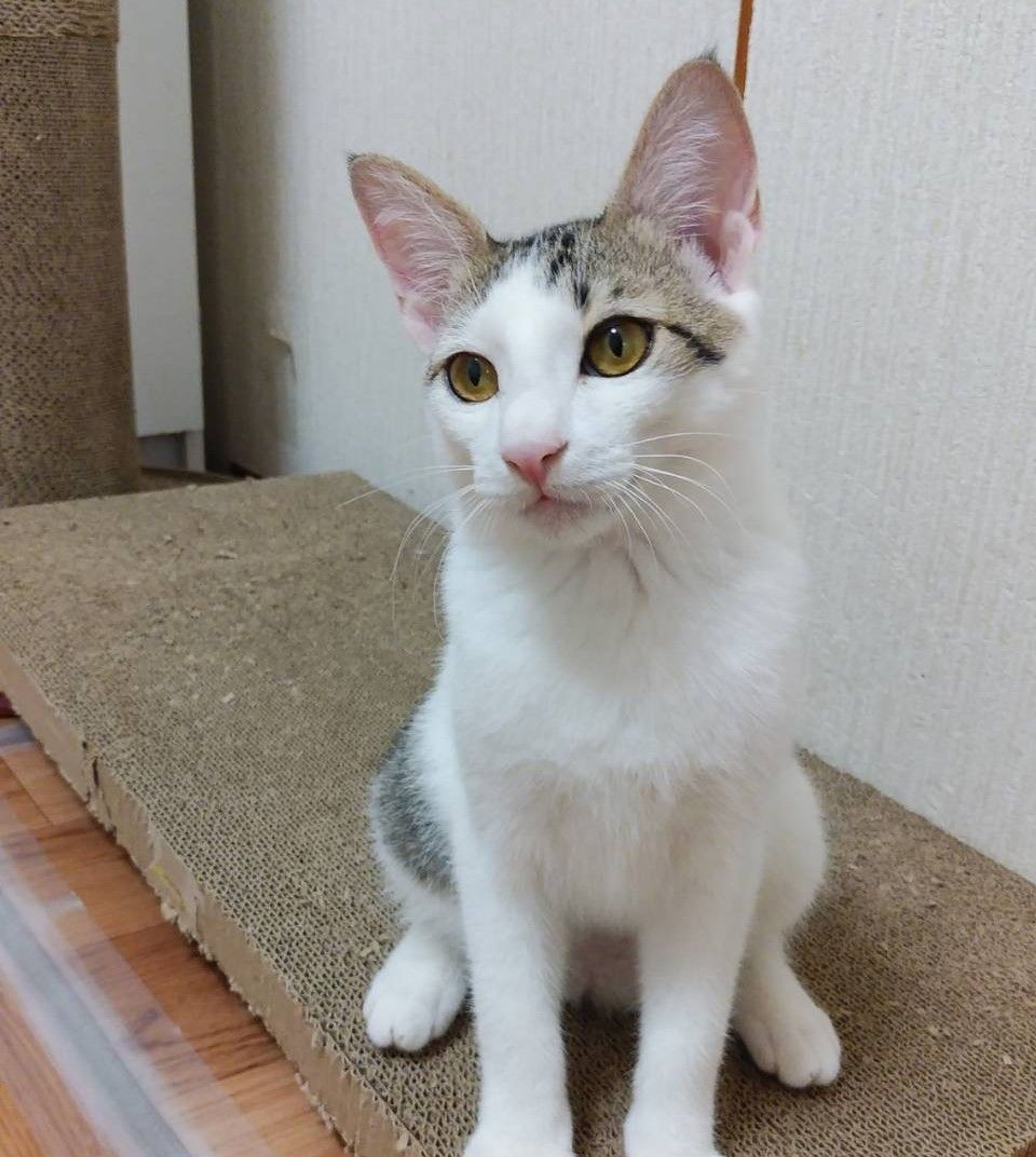 pet-image-6