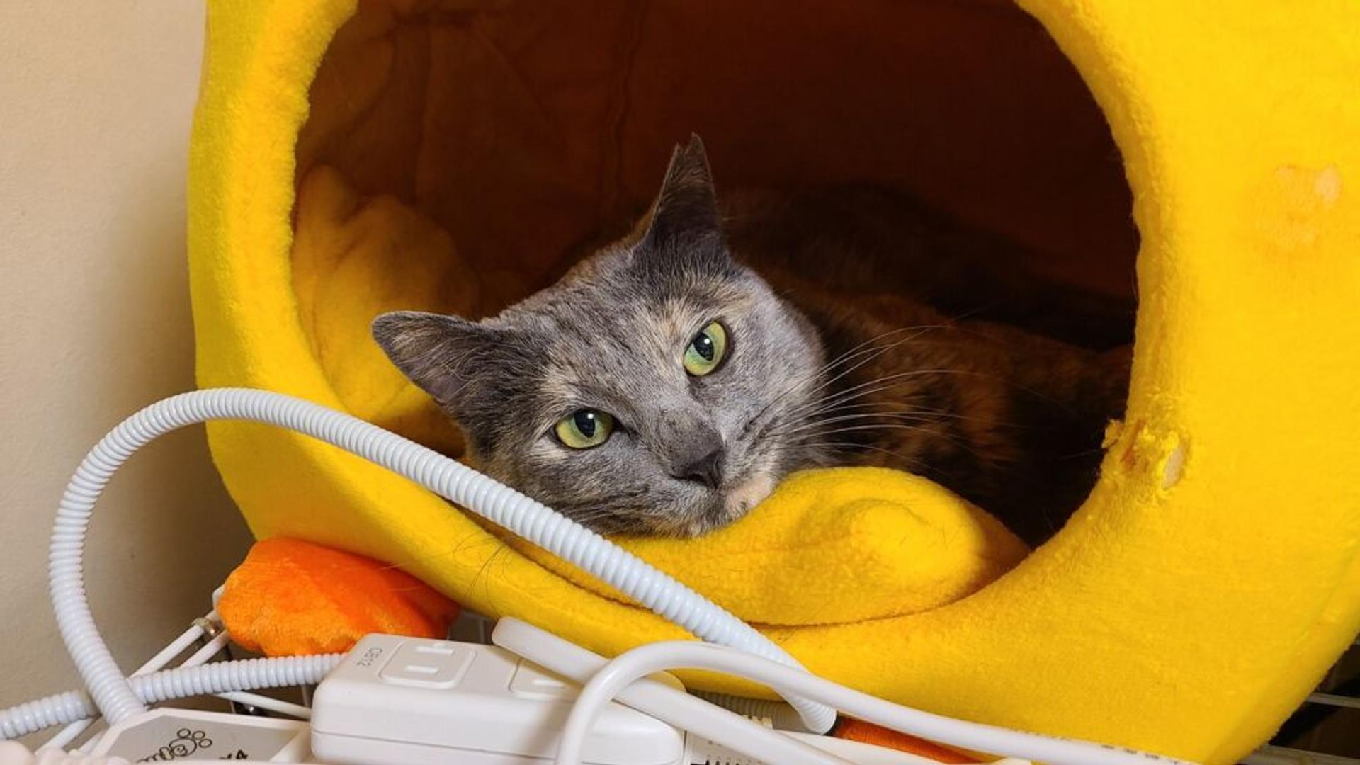 pet-image-4