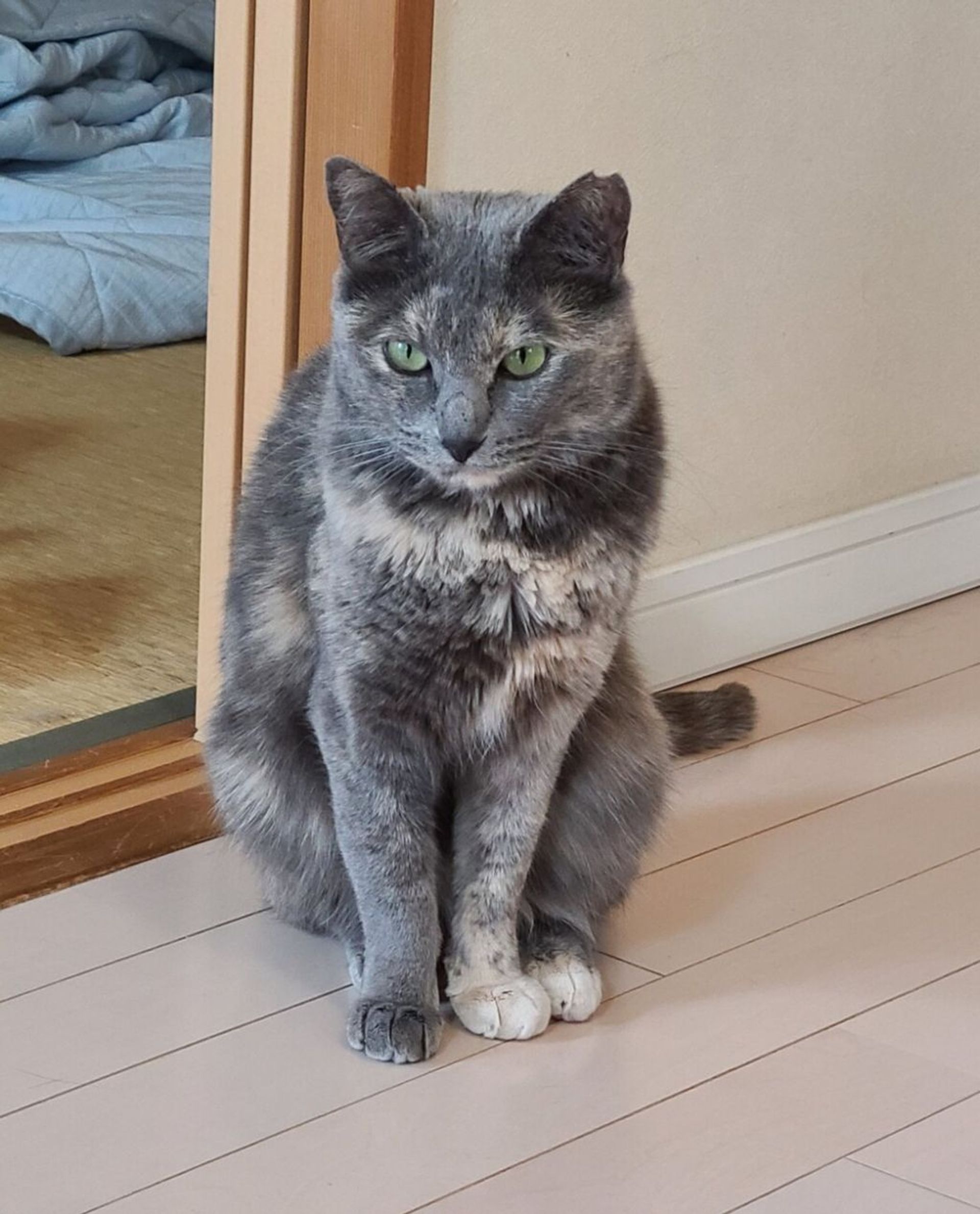 雑種（ミックス猫）・メスの里親募集の写真