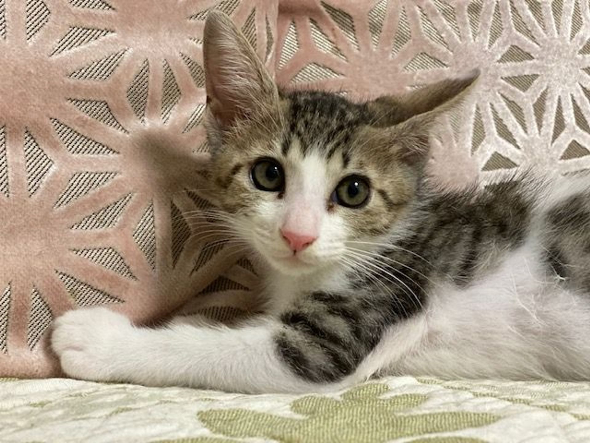 雑種（ミックス猫）・オスの里親募集の写真