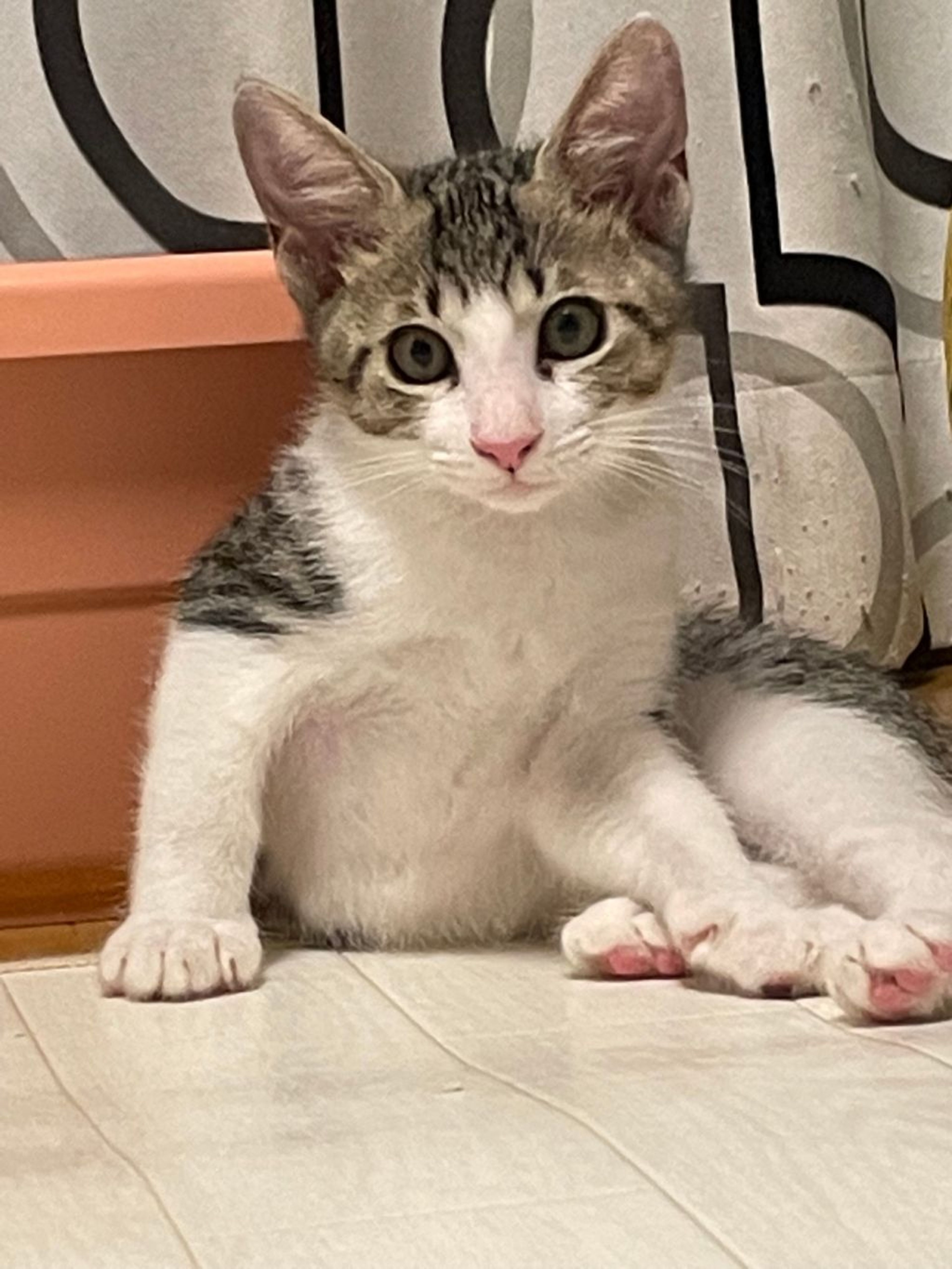 pet-image-2