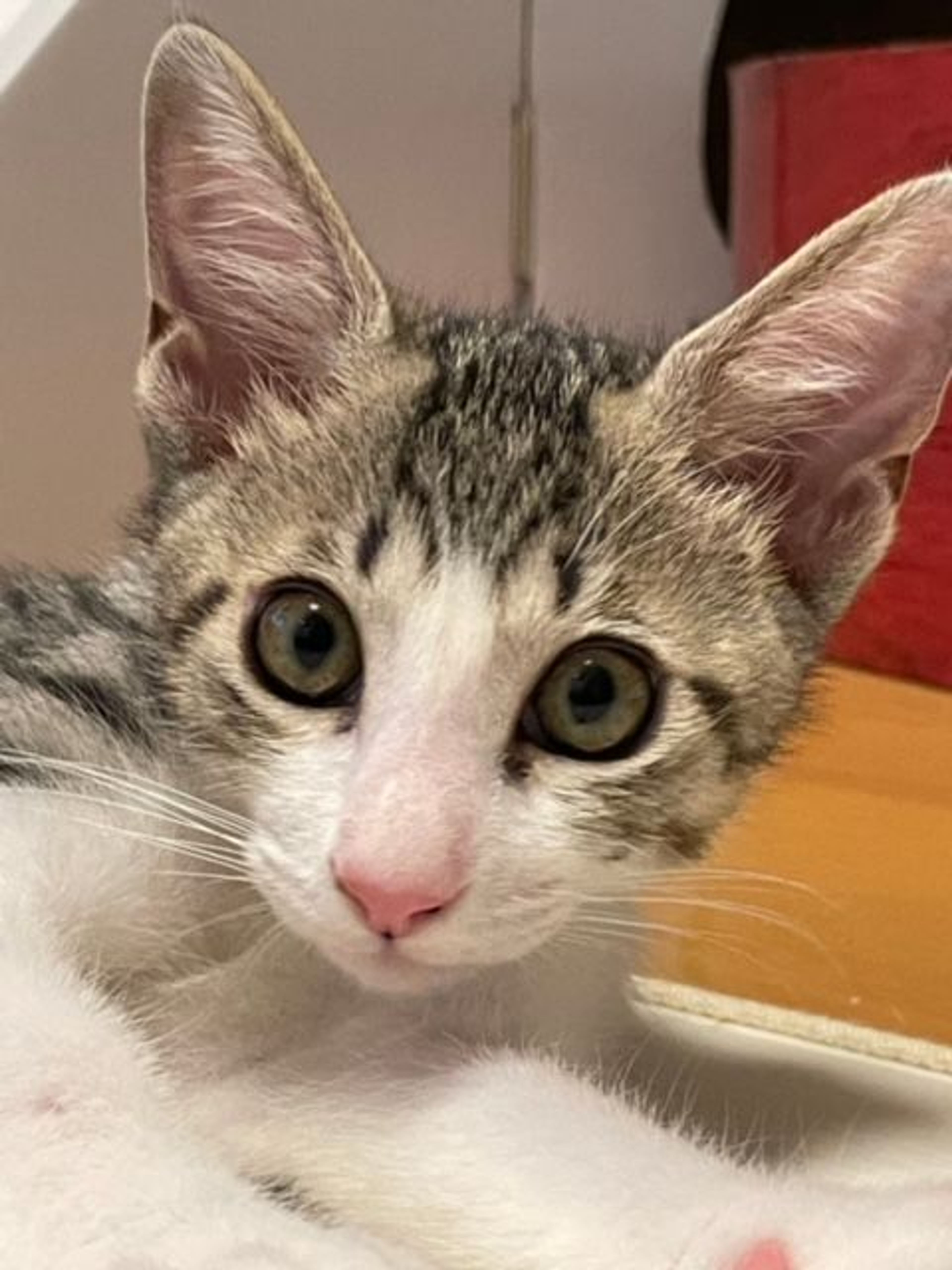 pet-image-3