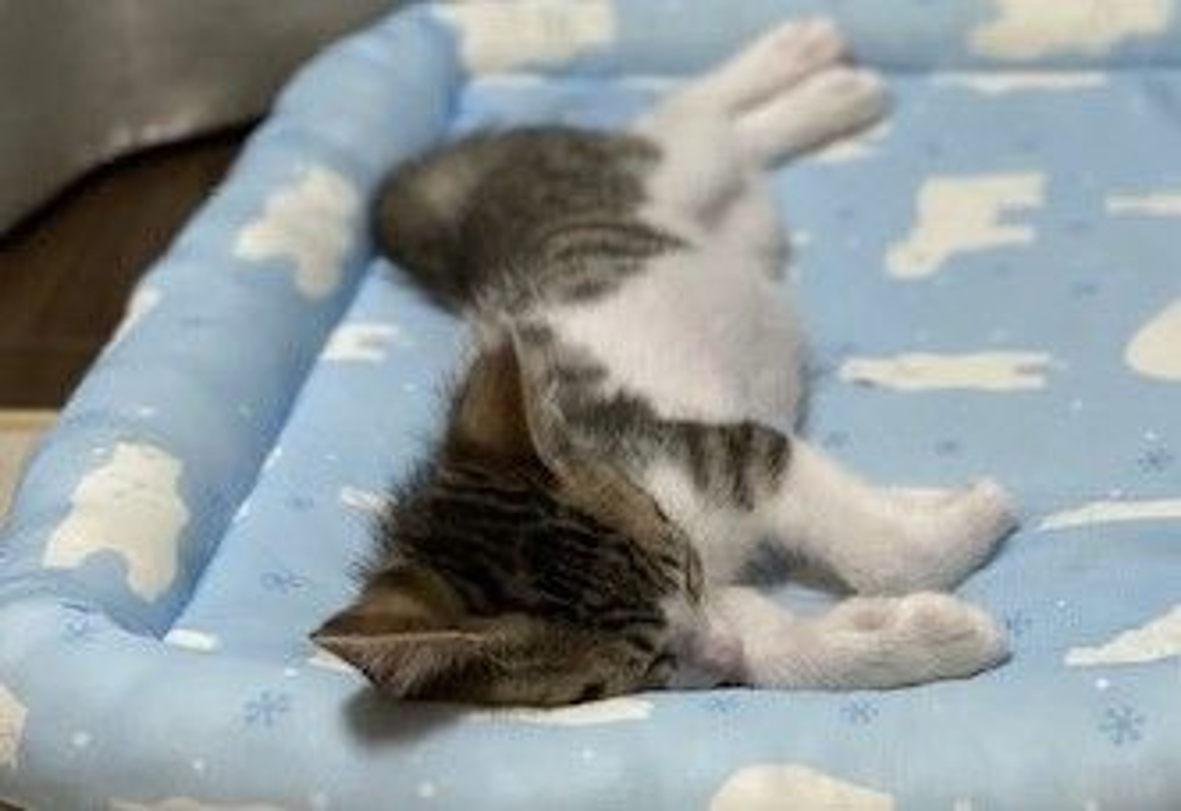 pet-image-4