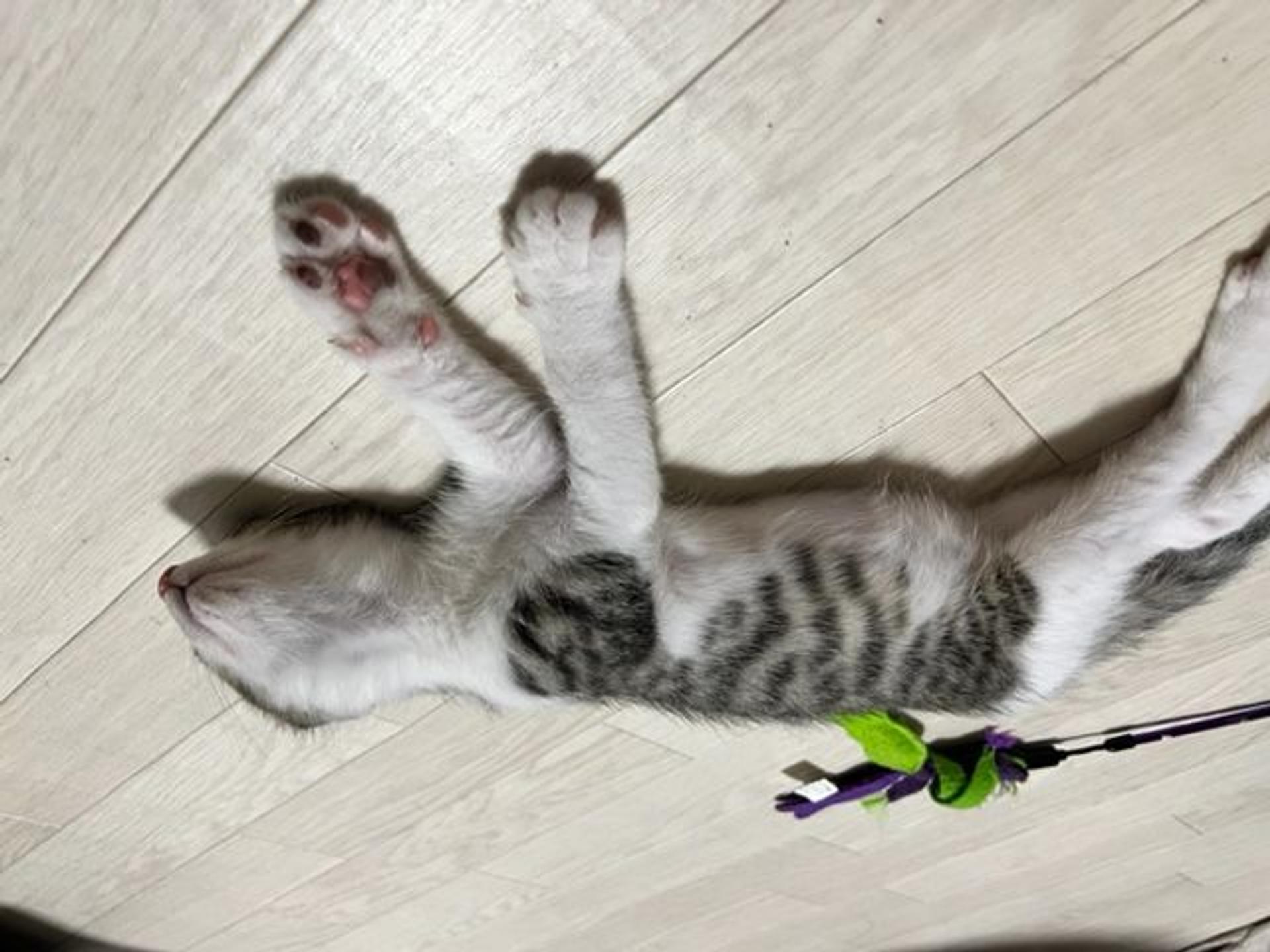 pet-image-5