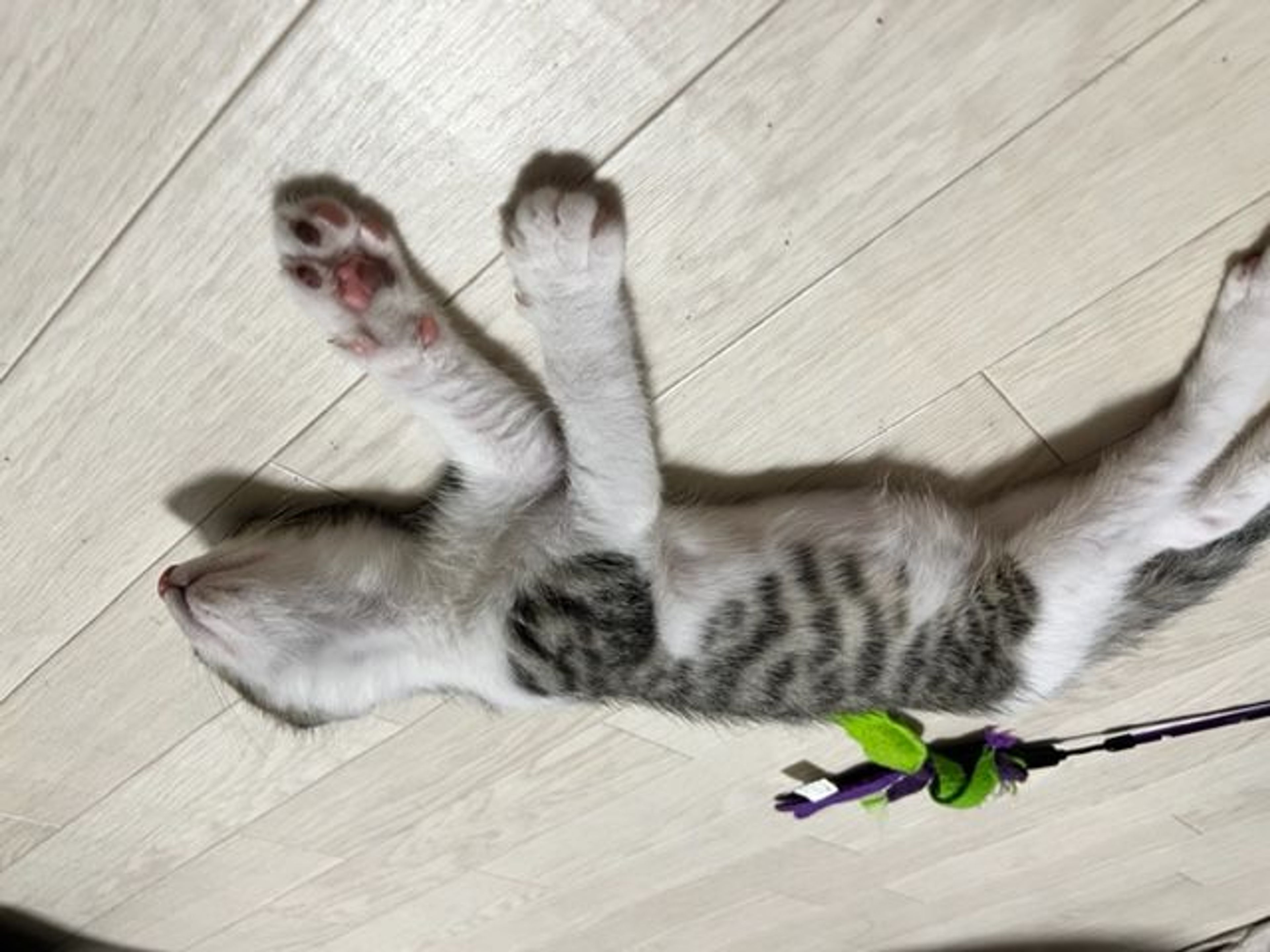 pet-image-5