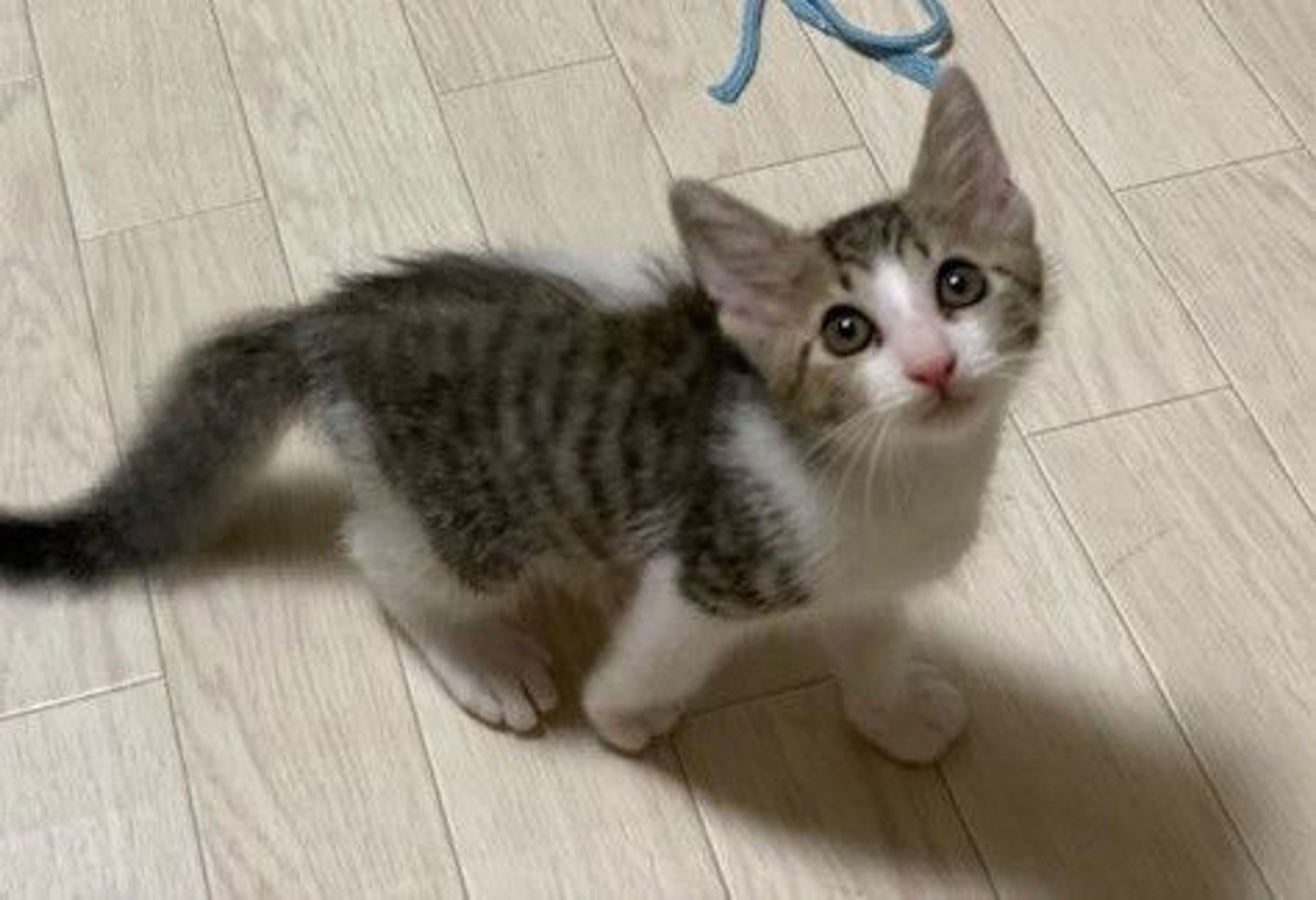 pet-image-6