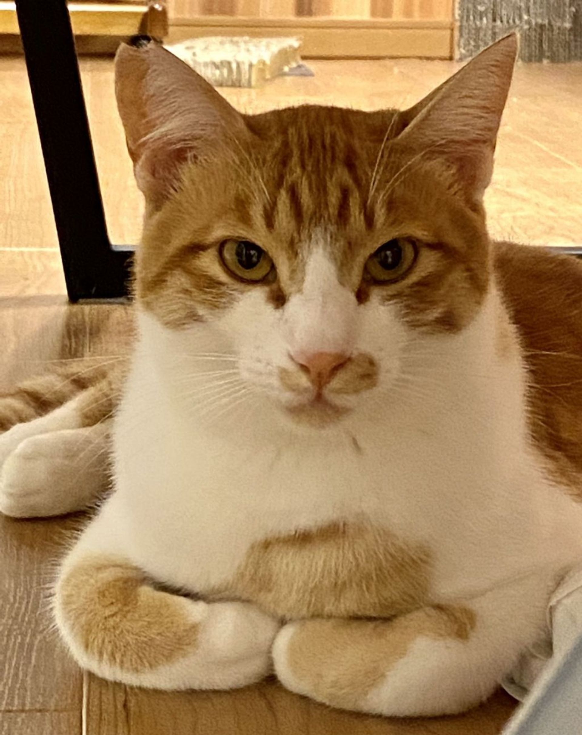 雑種（ミックス猫）・オスの里親募集の写真