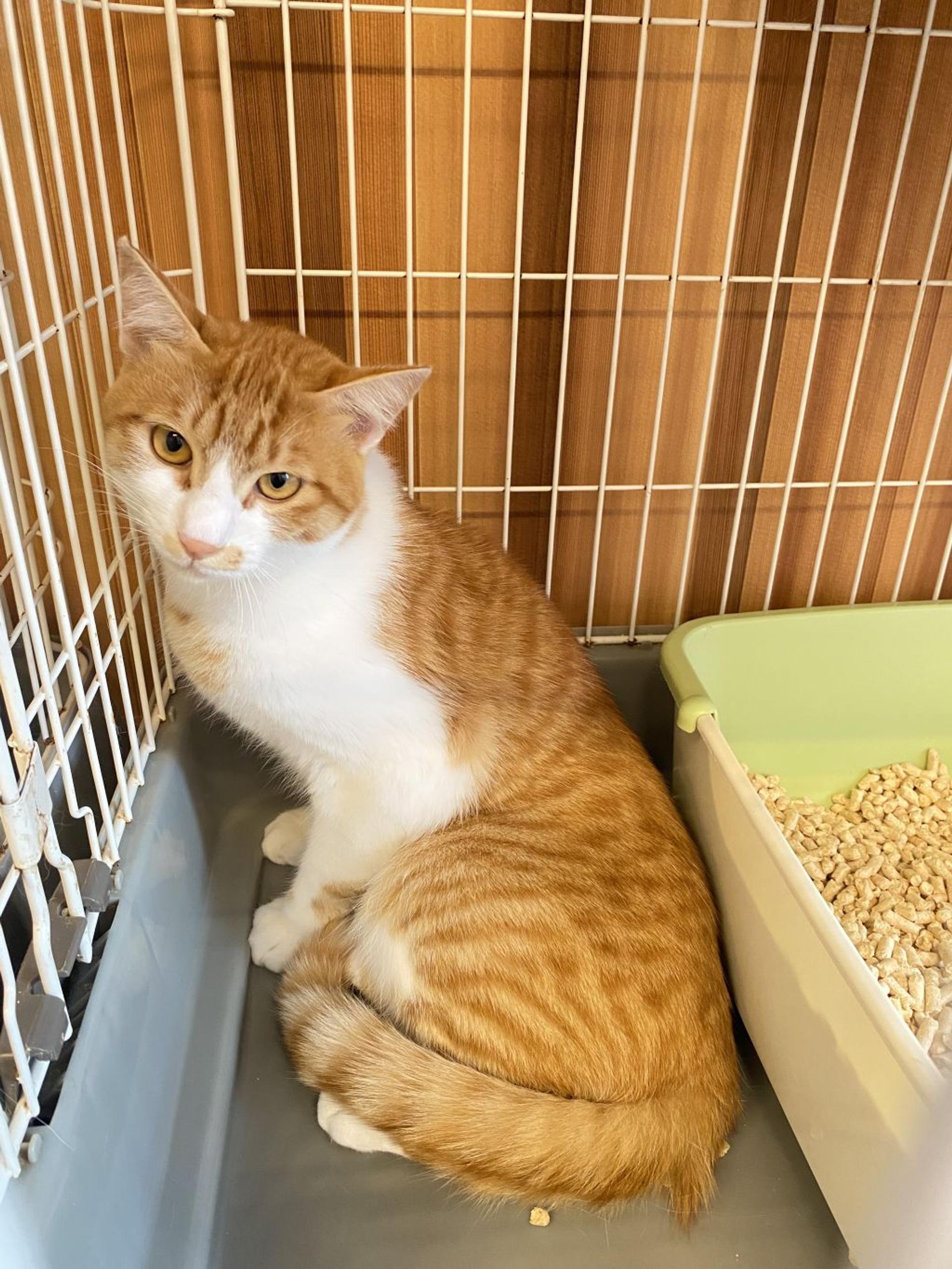 pet-image-5