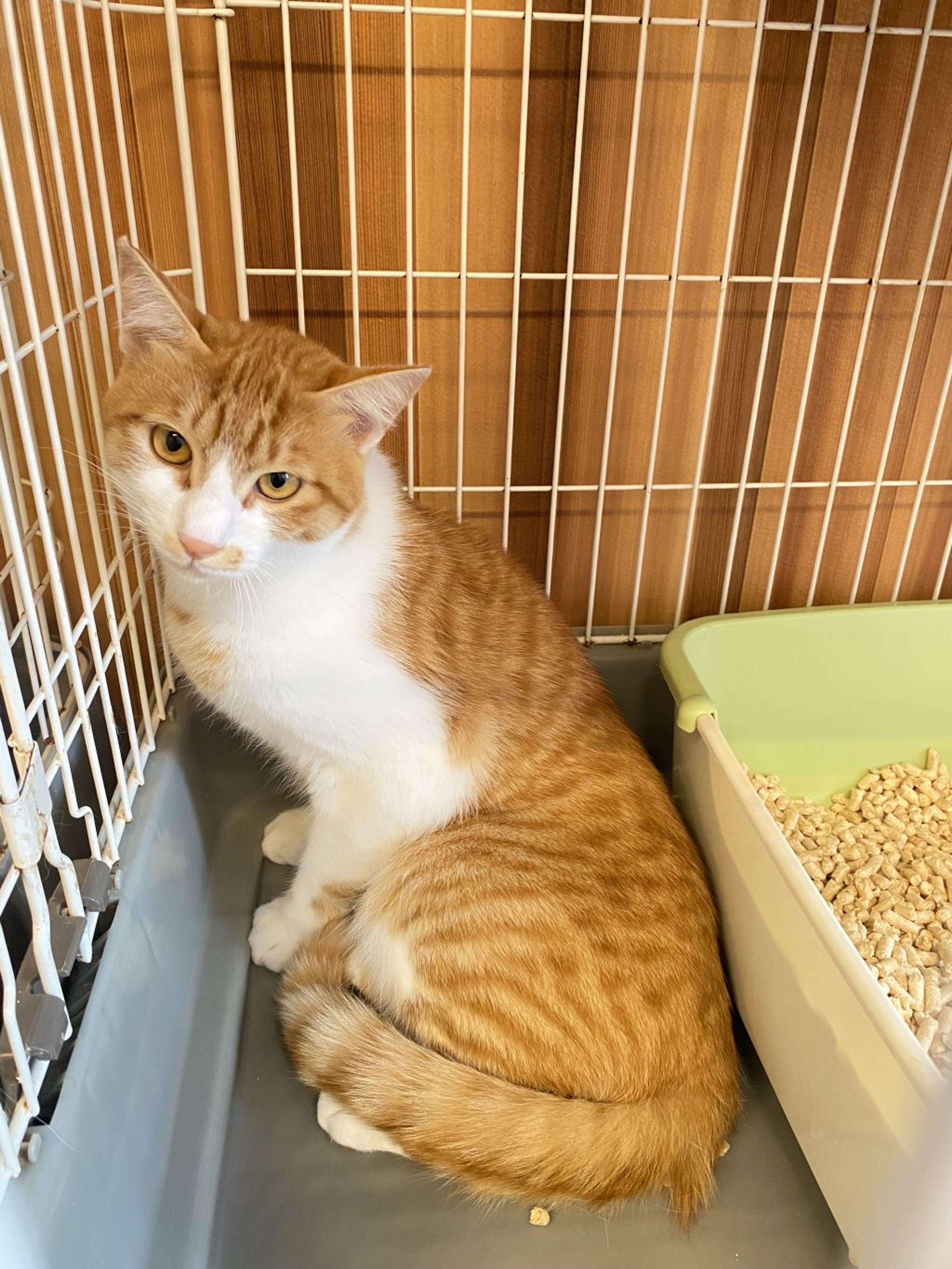pet-image-5