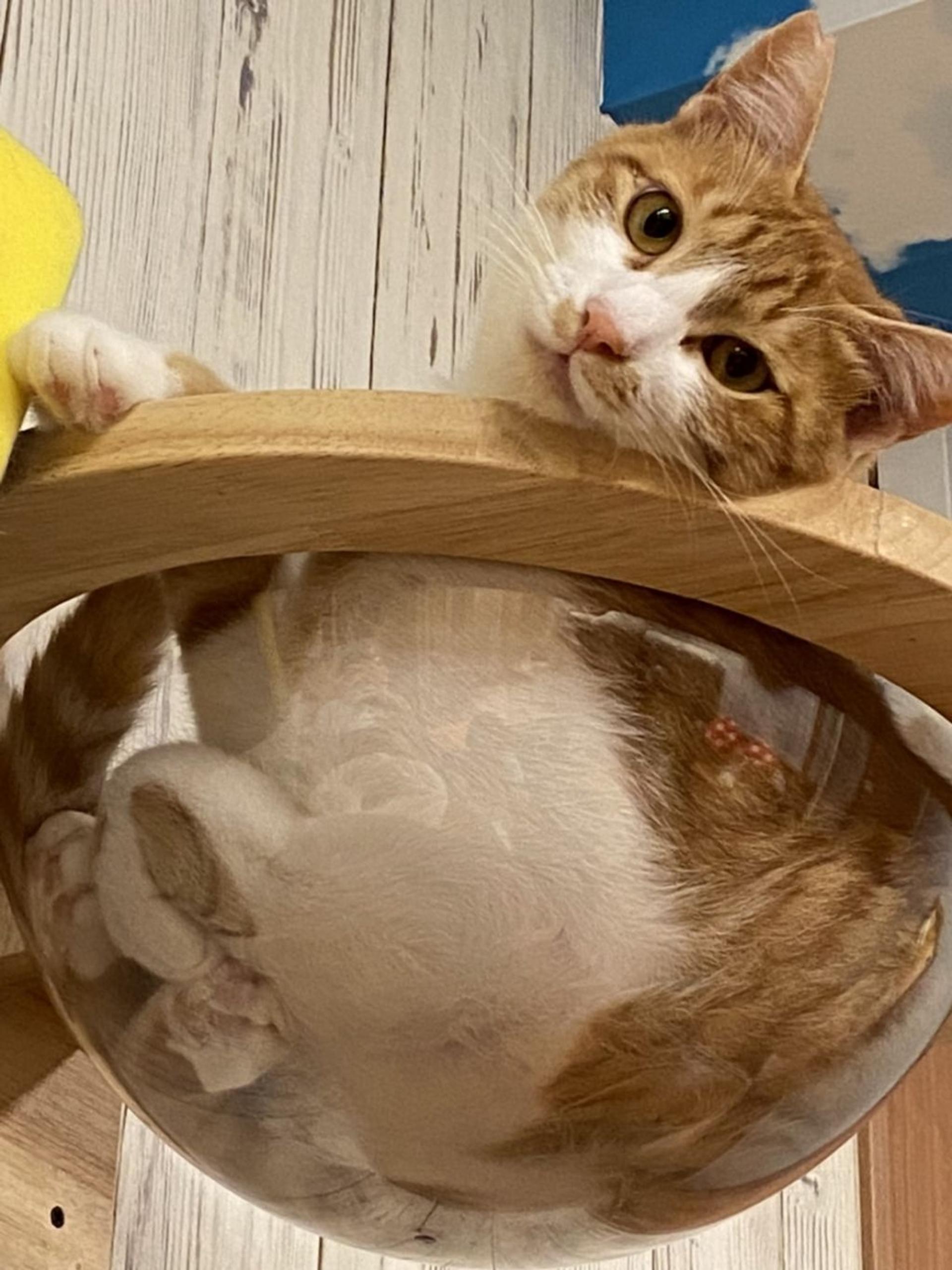 pet-image-2