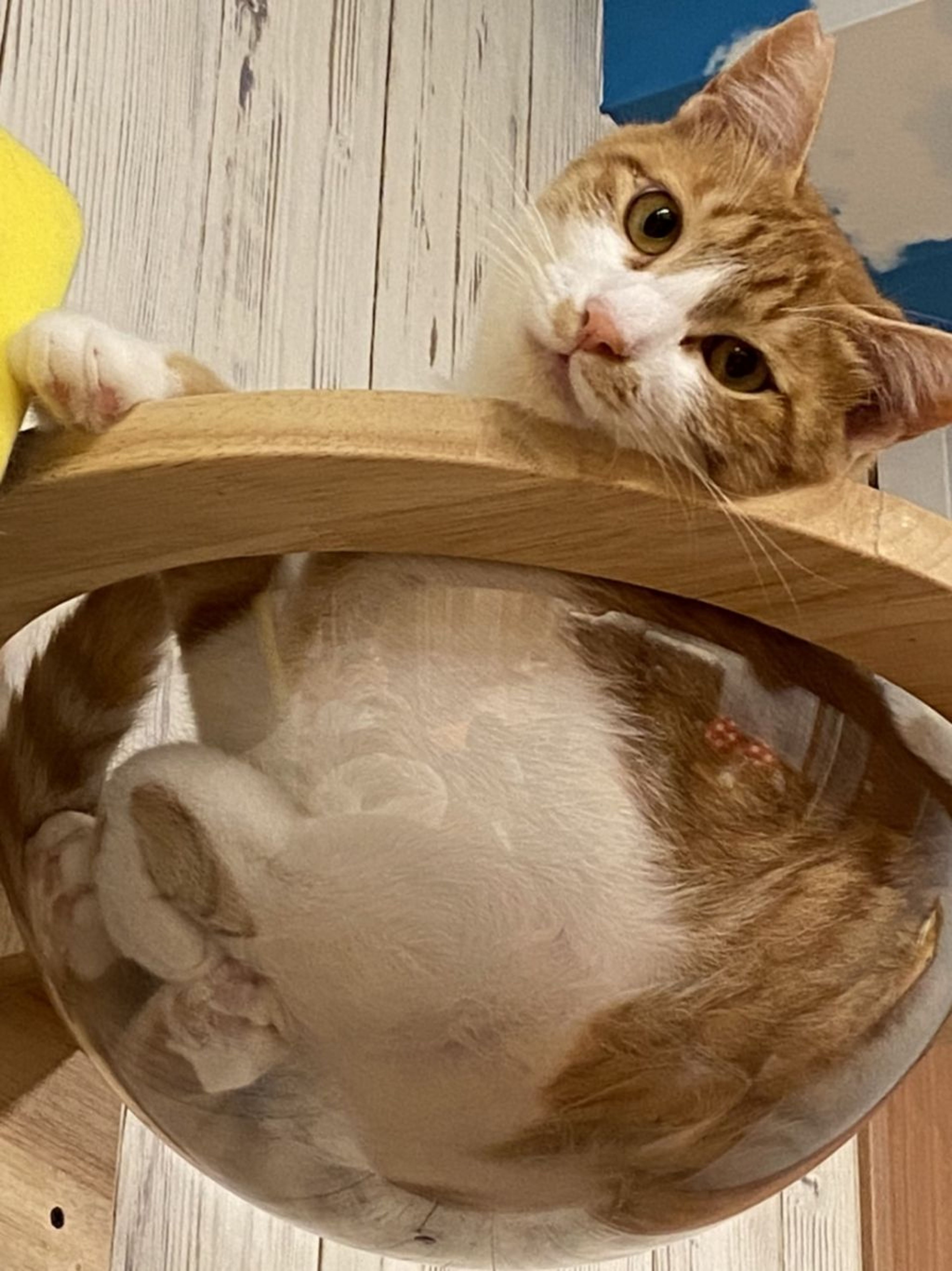 pet-image-2