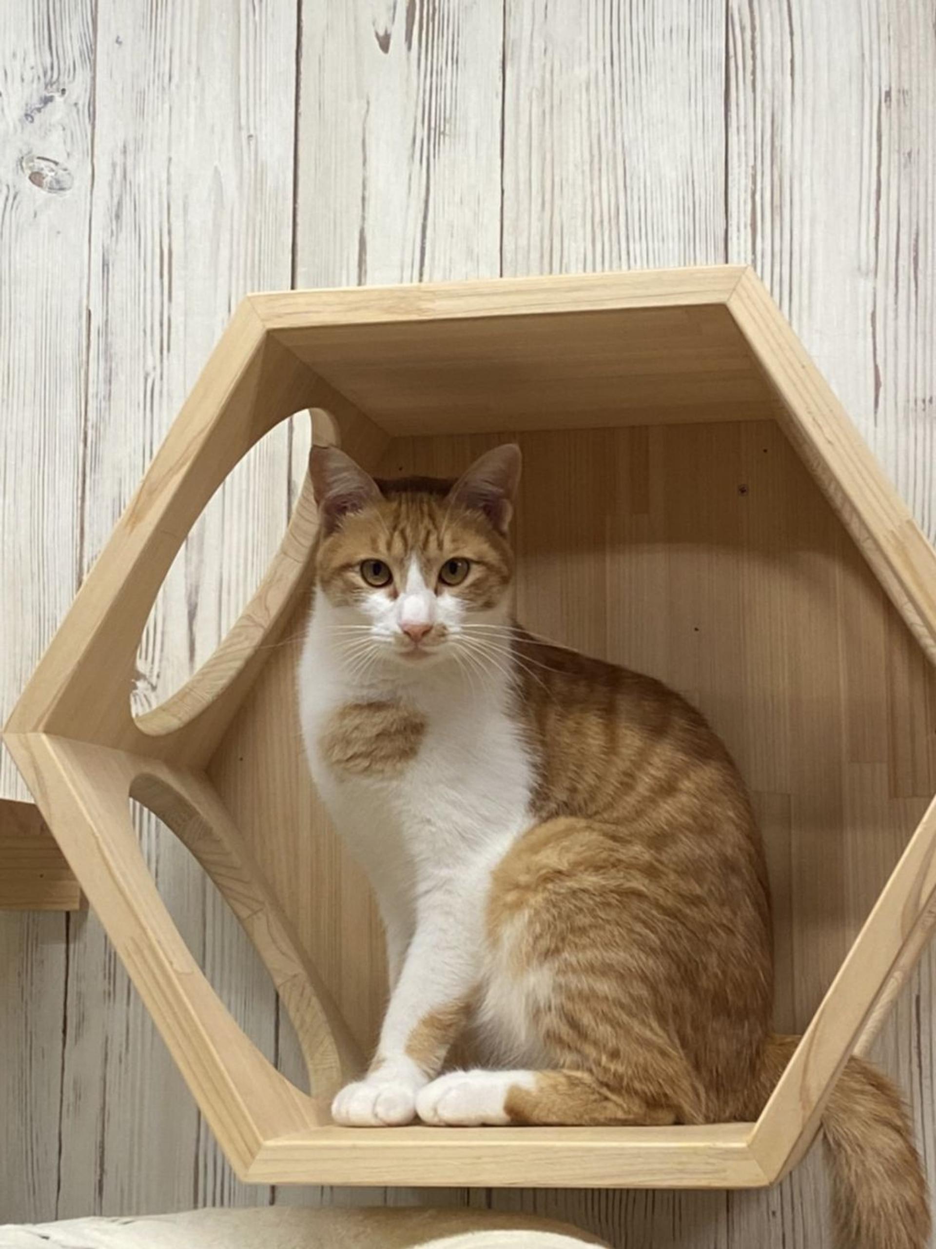 pet-image-3