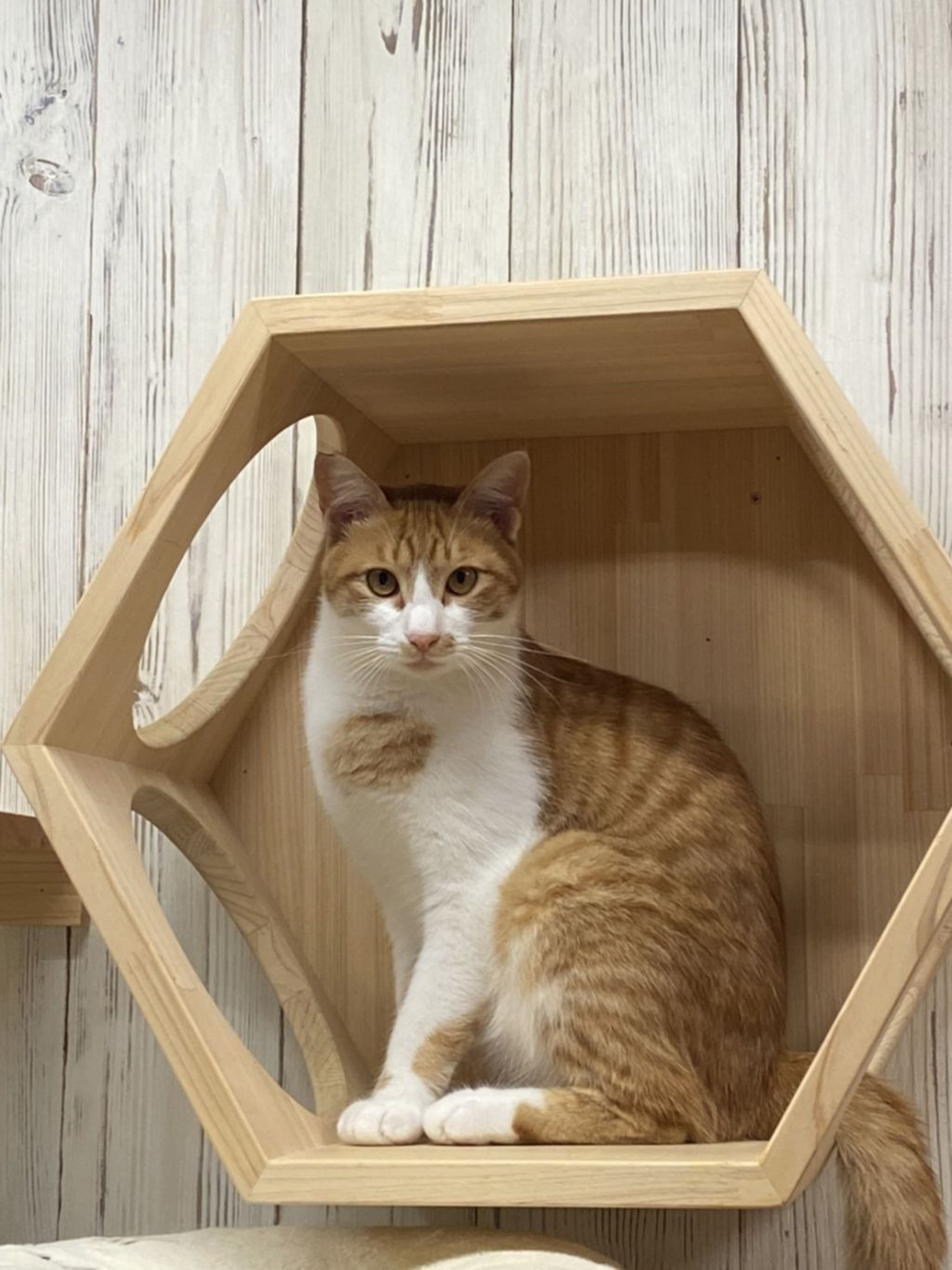 pet-image-3