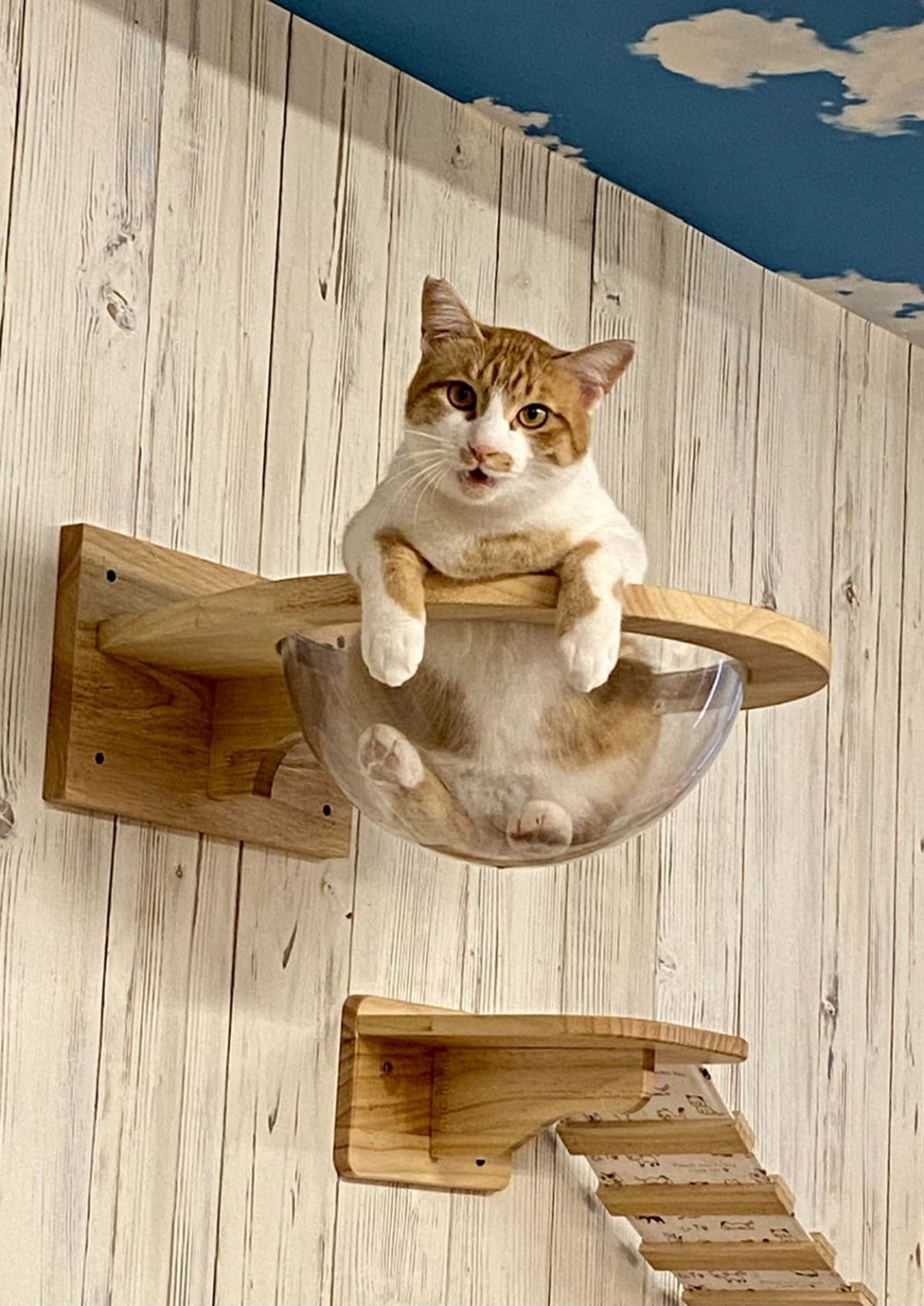 pet-image-4
