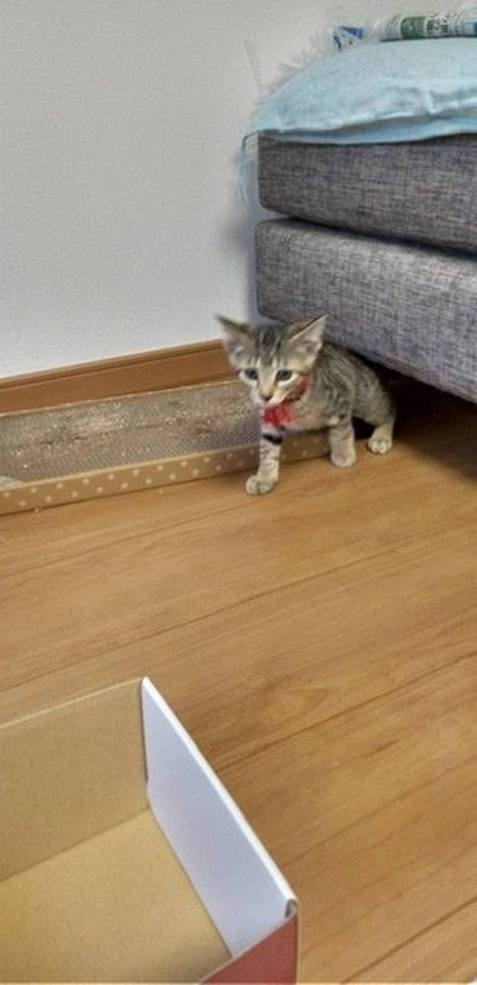 雑種（ミックス猫）・オスの里親募集の写真
