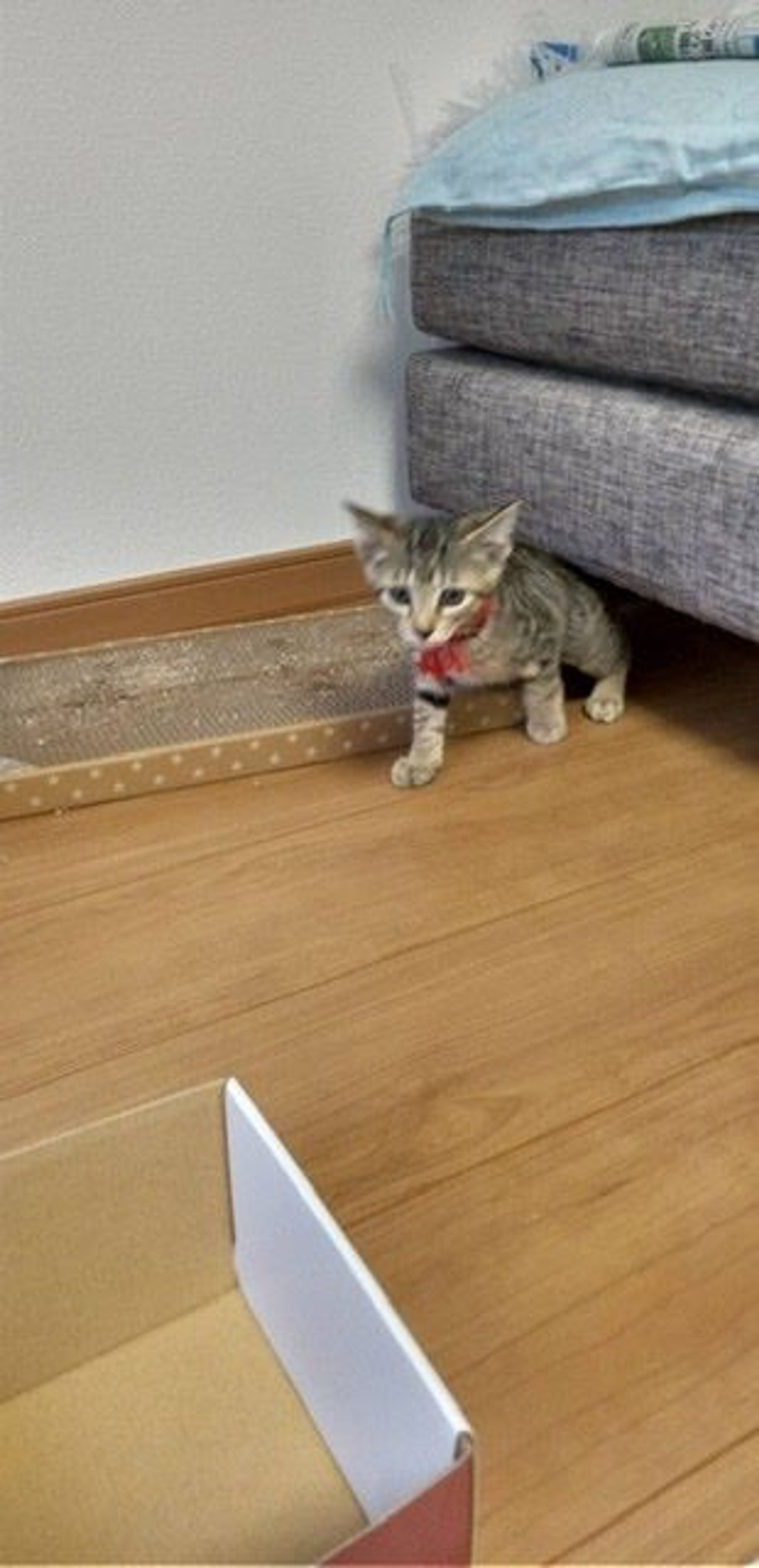 雑種（ミックス猫）・オスの里親募集の写真