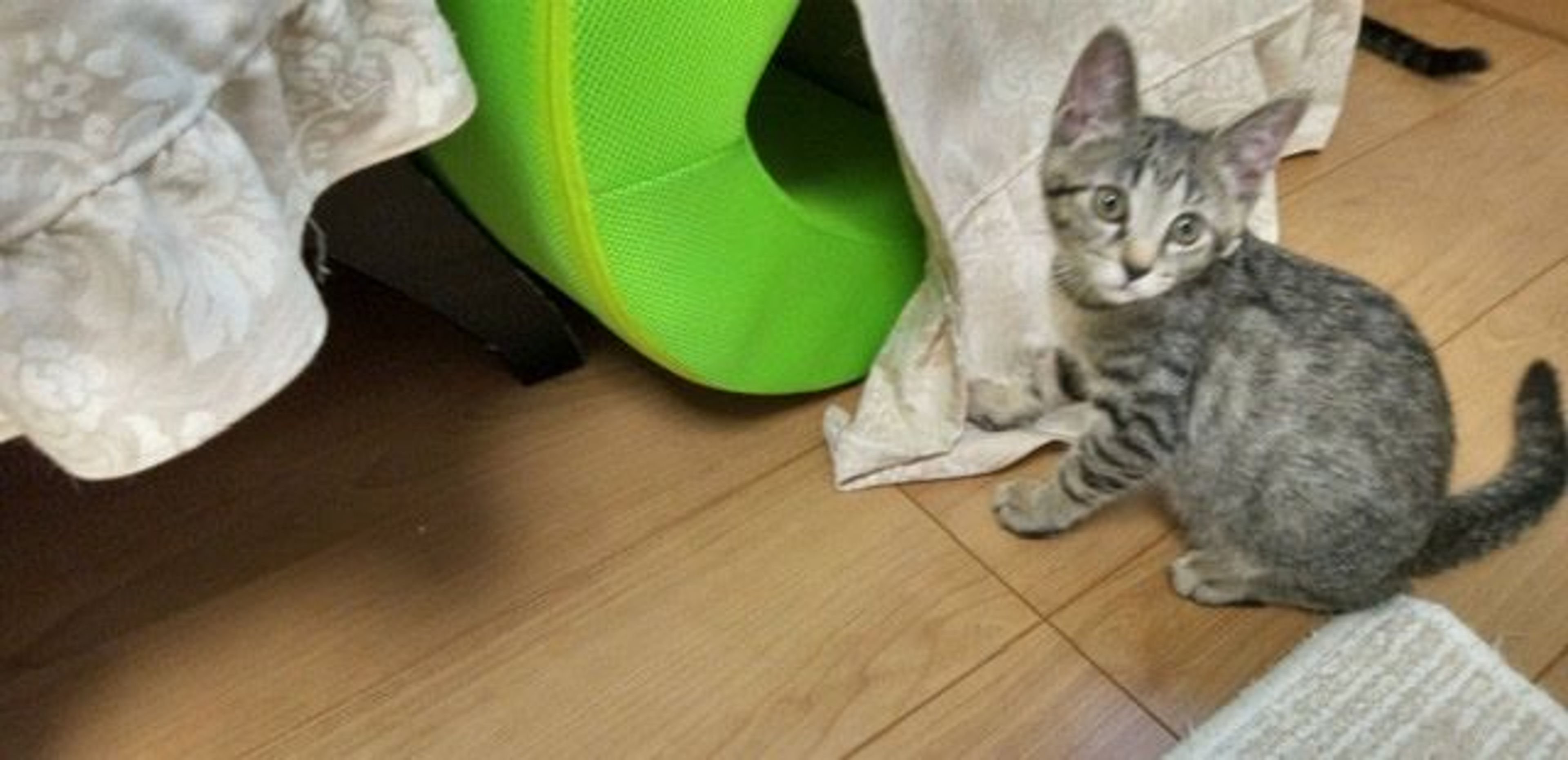 pet-image-2