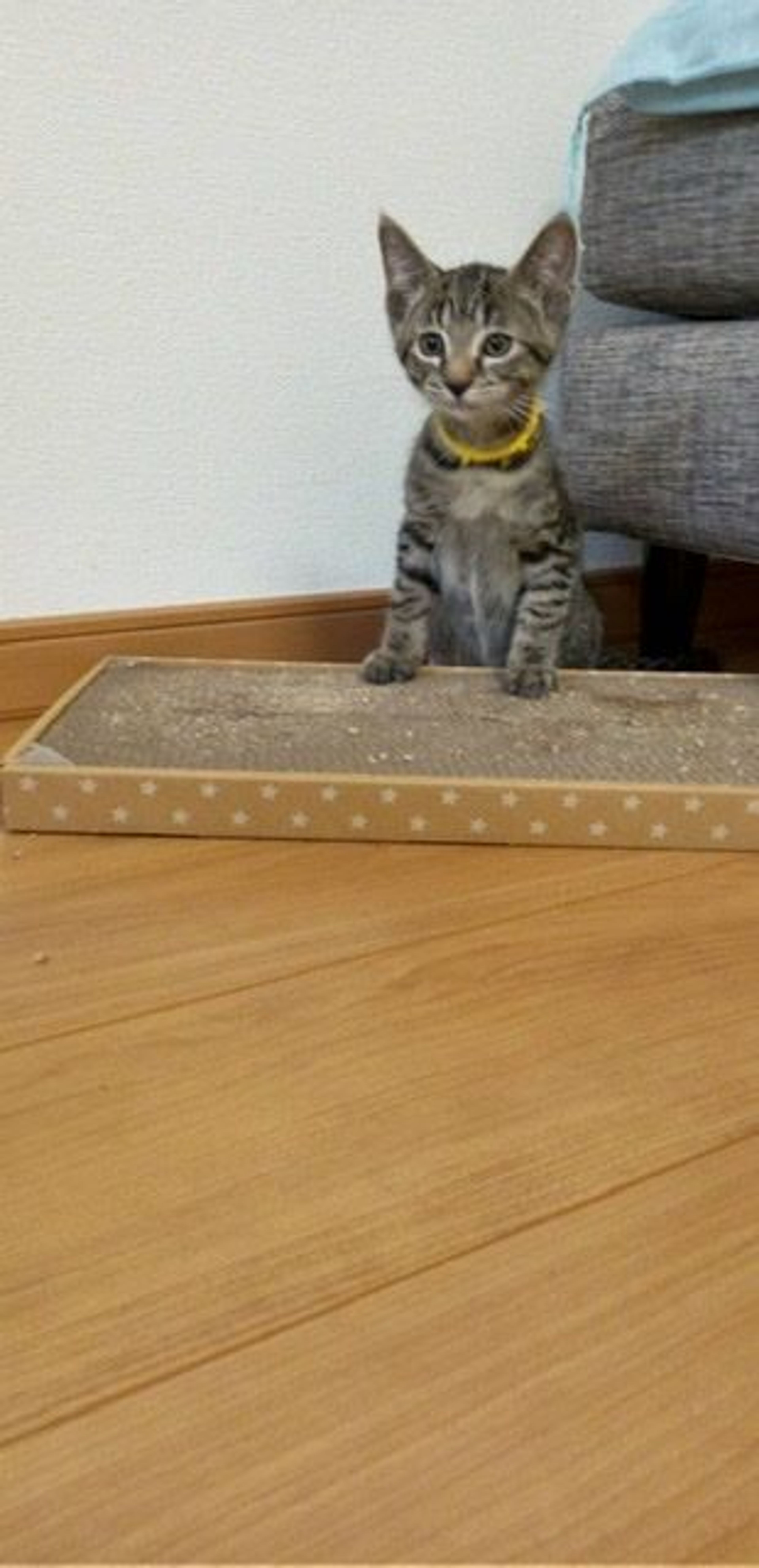 pet-image-3