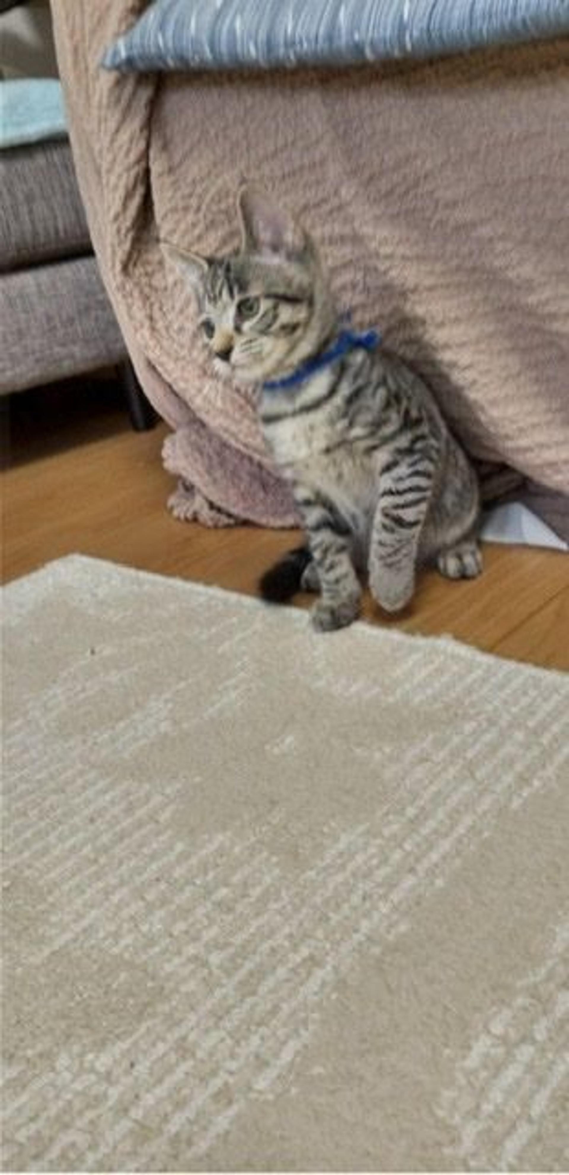 pet-image-4