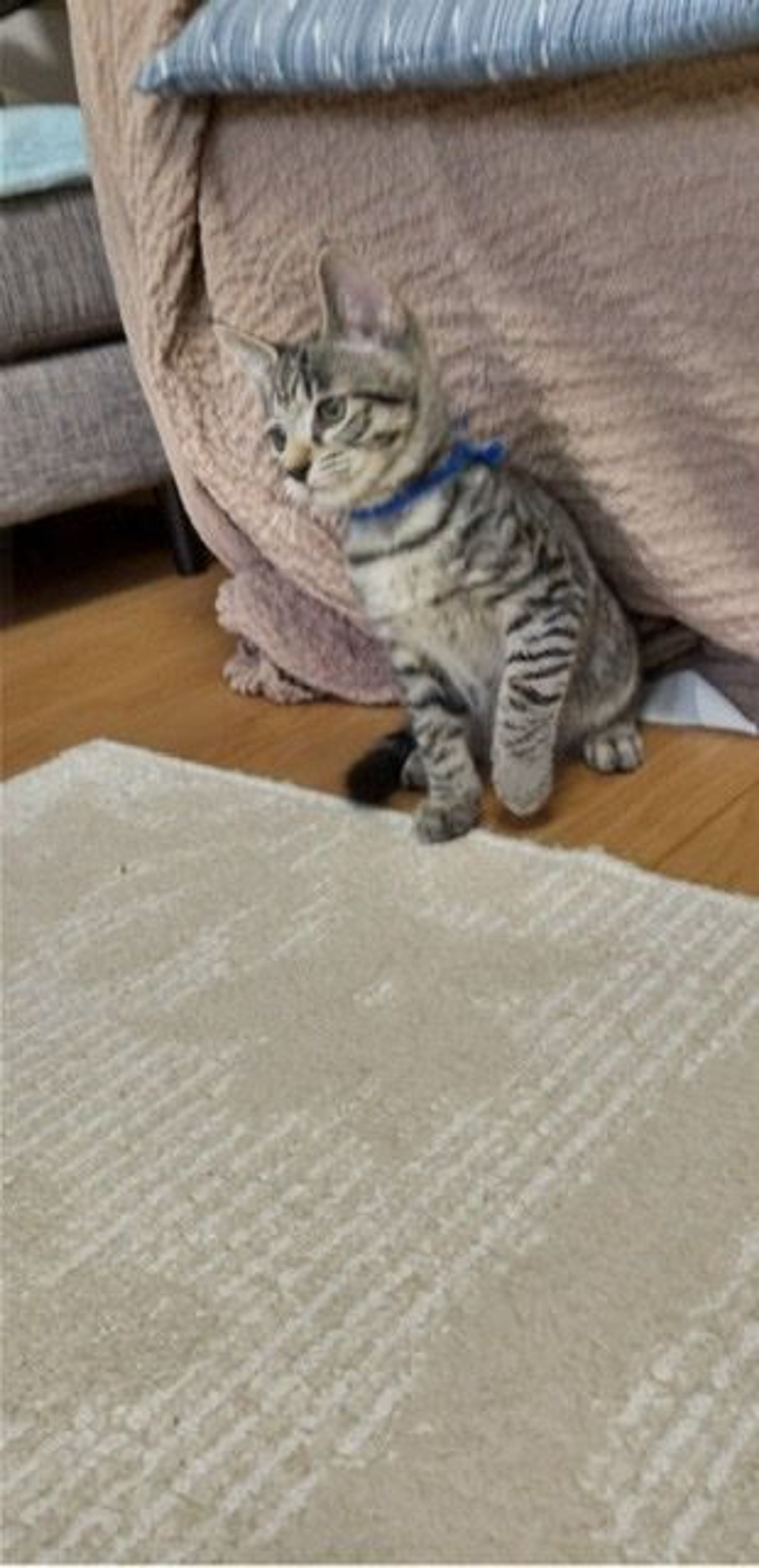 pet-image-4